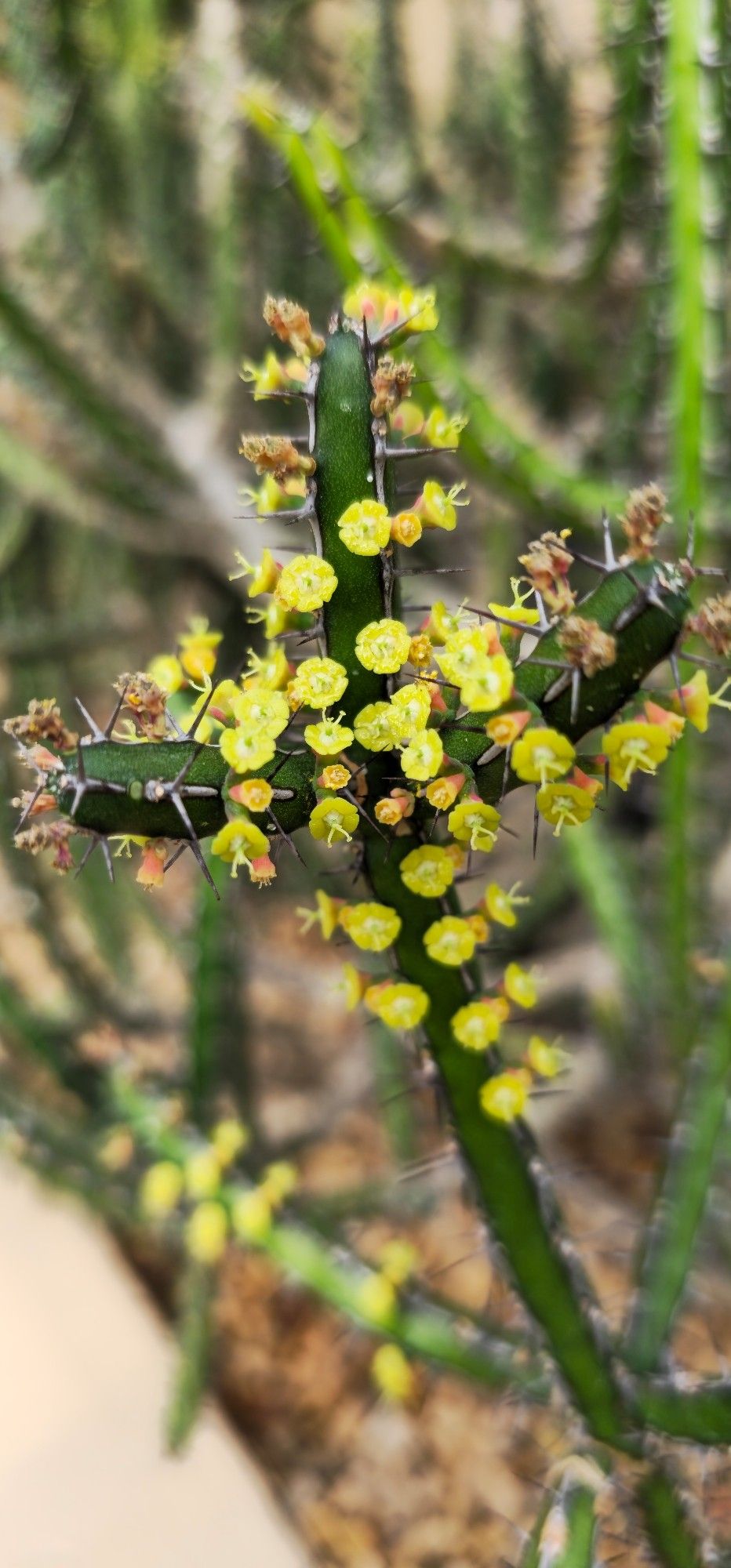 A close up of a bunch of tiny light-colored flowers of a dark-colored succulent