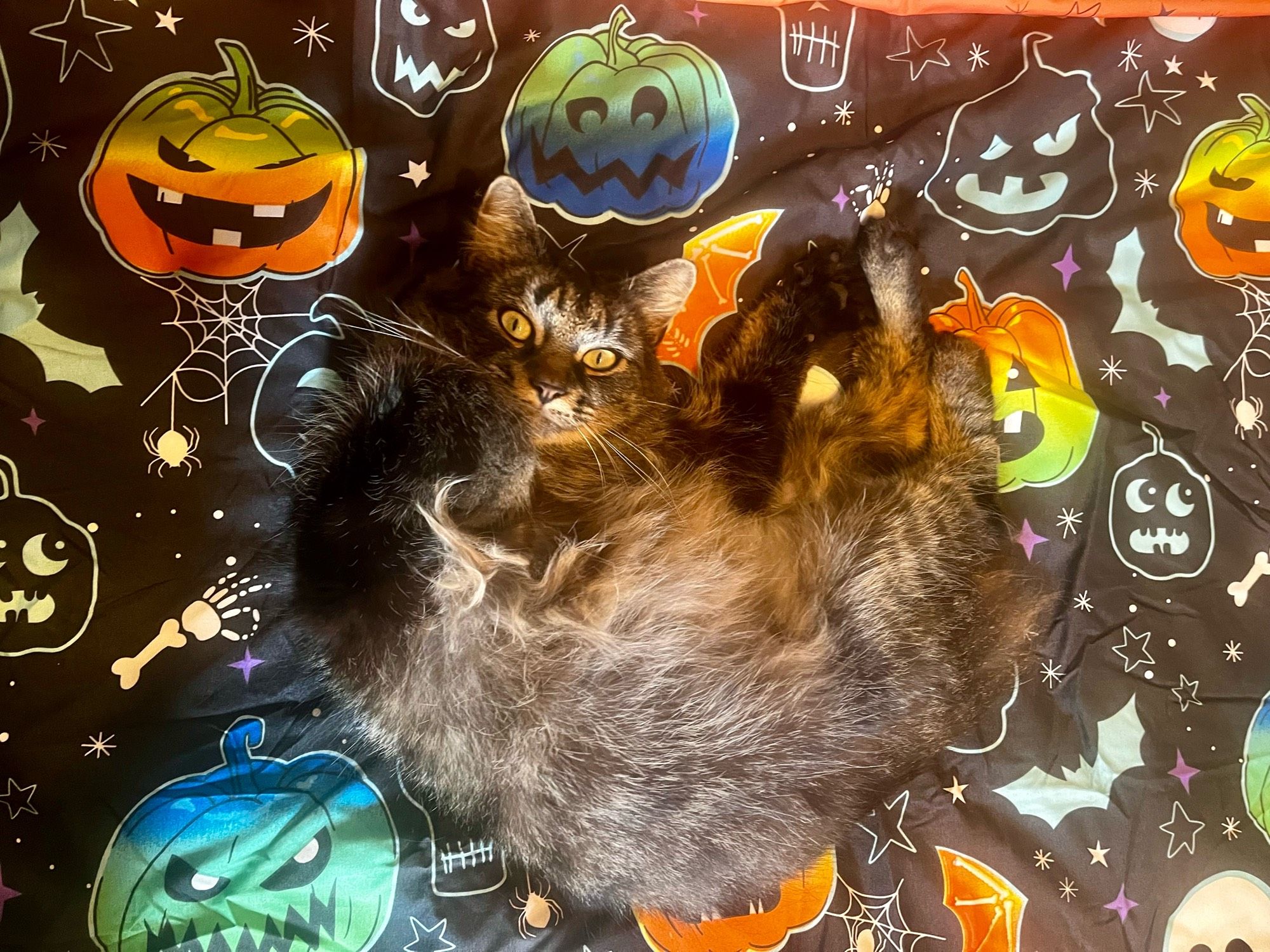 Lucifer, the Floof of a Cat, relaxing on a Halloween themed duvet of rainbow coloured Jack O’ Lanterns. Skulls, bats and cobwebs with spiders