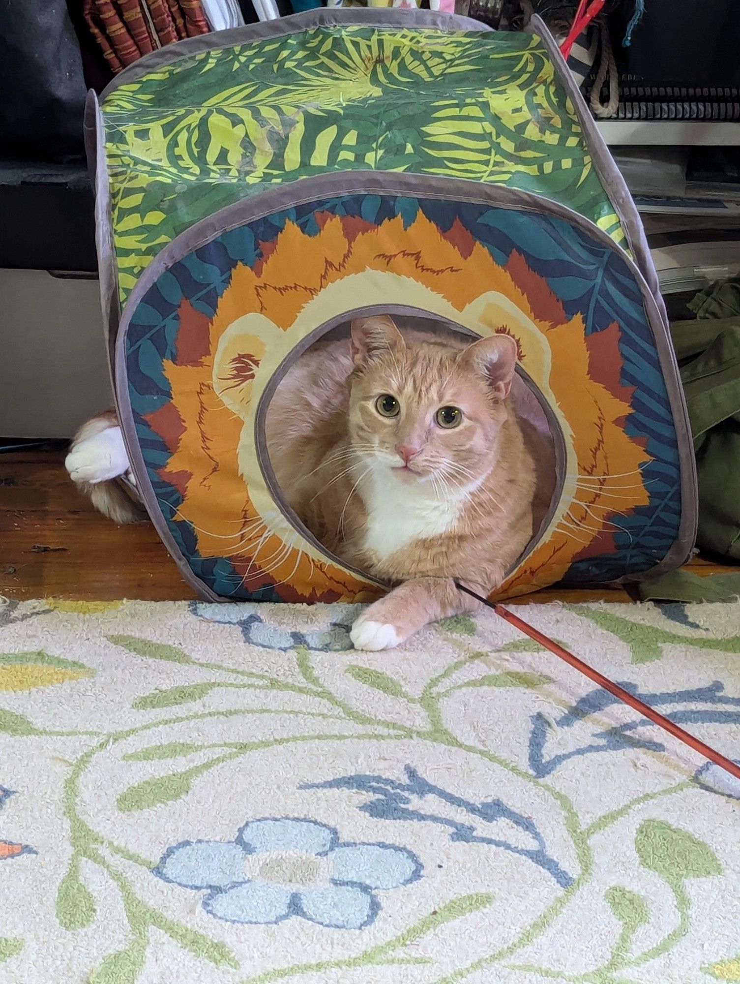 A large ginger cat looks out from the front hole of fabric cat tent that is supposed to be cube shaped. His weight is holding the front down and squishing it, and his legs are coming out of the side and holding that side down as well. The tent looks mangled. The cat looks unconcerned.