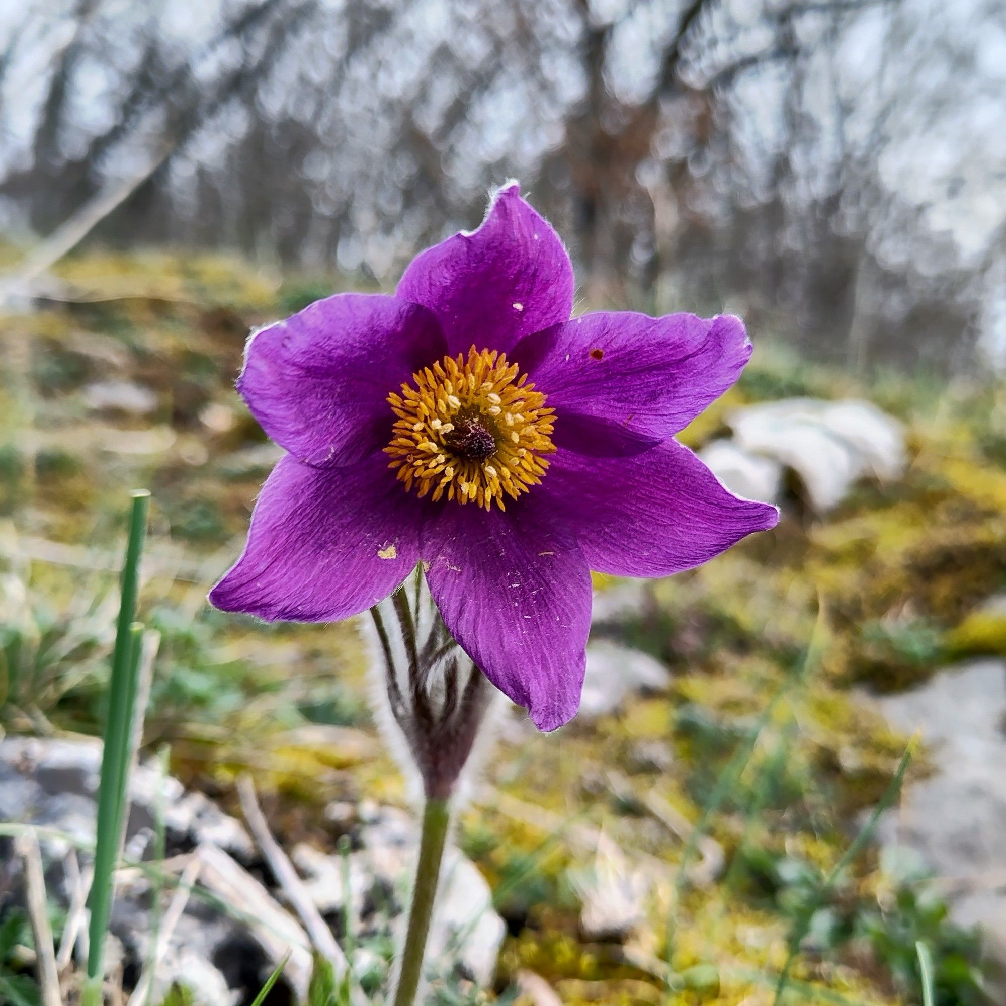 Fleur d'anémone pulsatille vue de face.