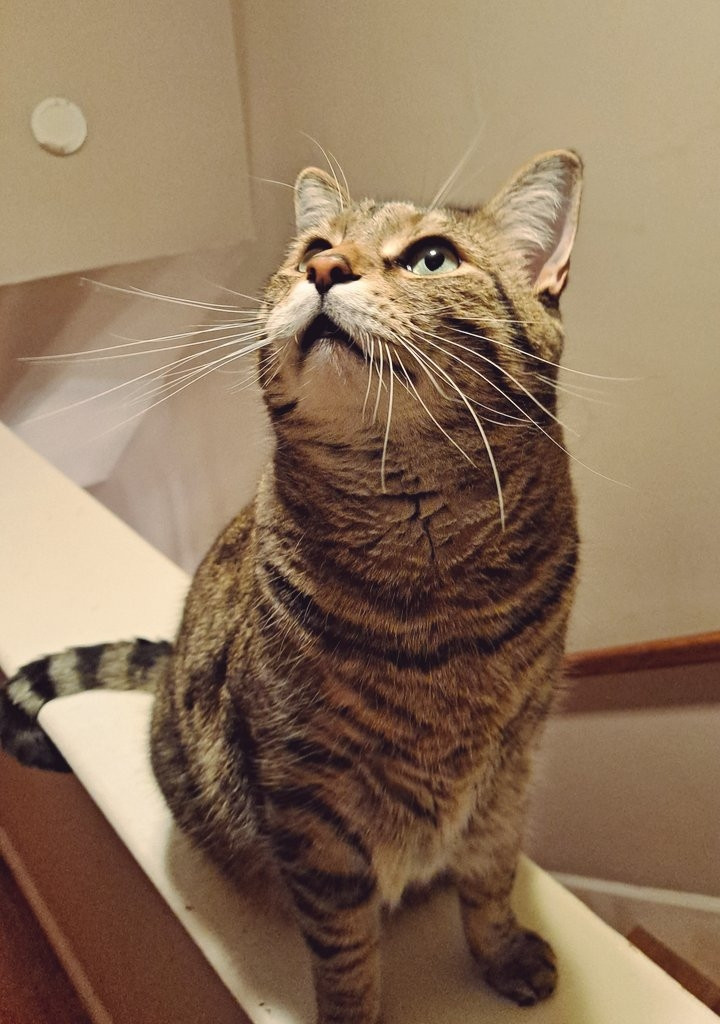 brown tabby cat looking at the ceiling light like the face of god