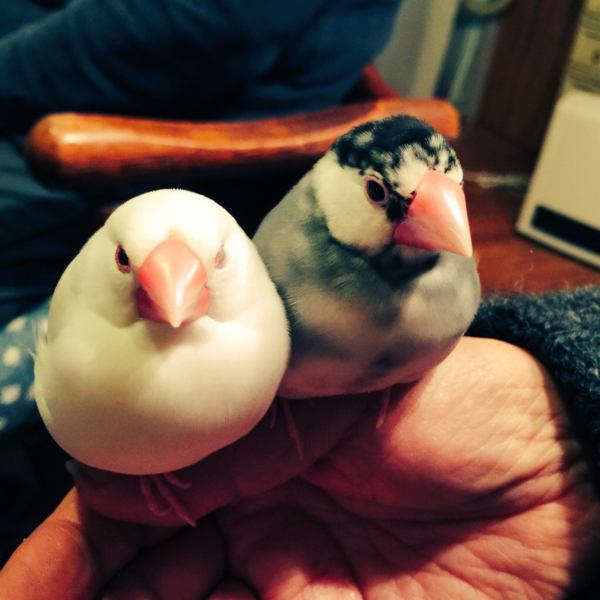 白文鳥とごま塩文鳥