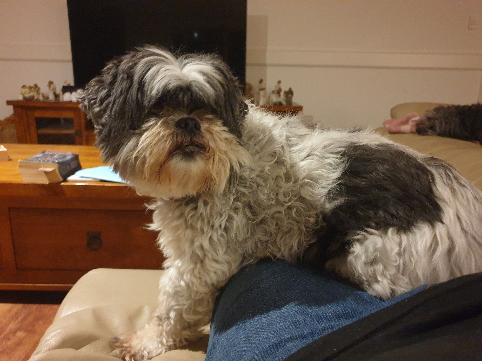 A small, fluffy black and white shih tzu cross that owns all of my heart forever.