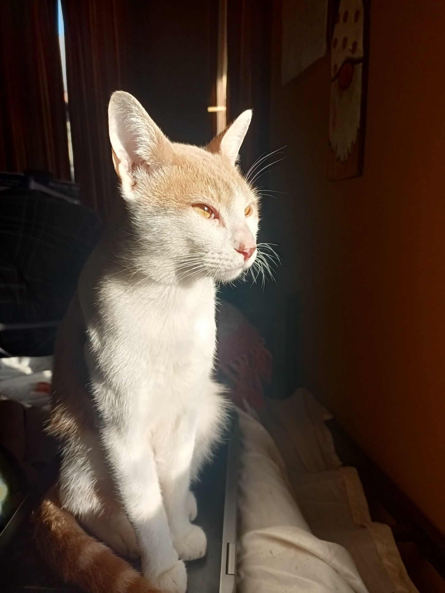 Orange and white cat catching some morning sun looking out the window 