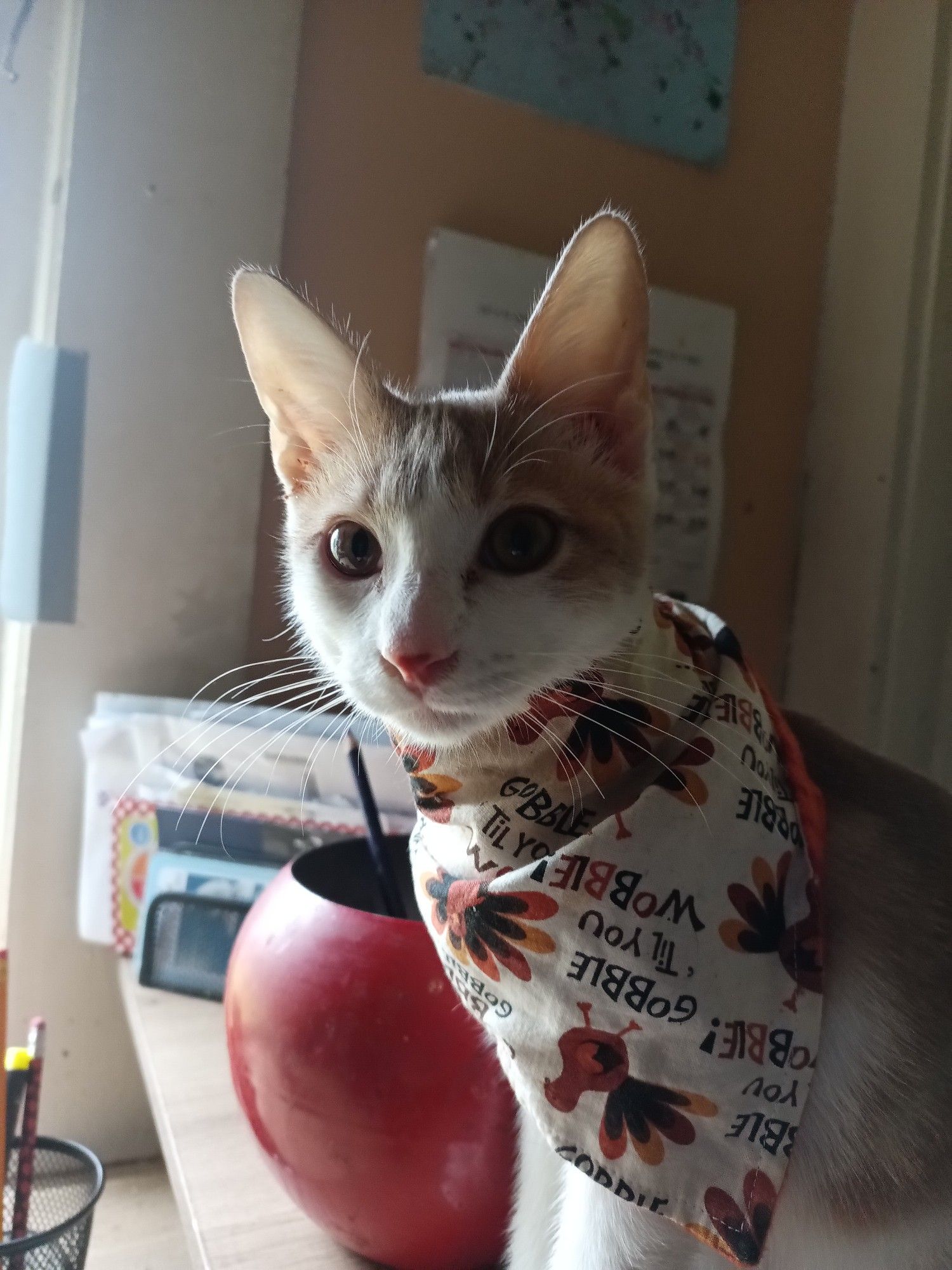 Kitten wearing a thanksgiving bandana designed with a turkey print pattern