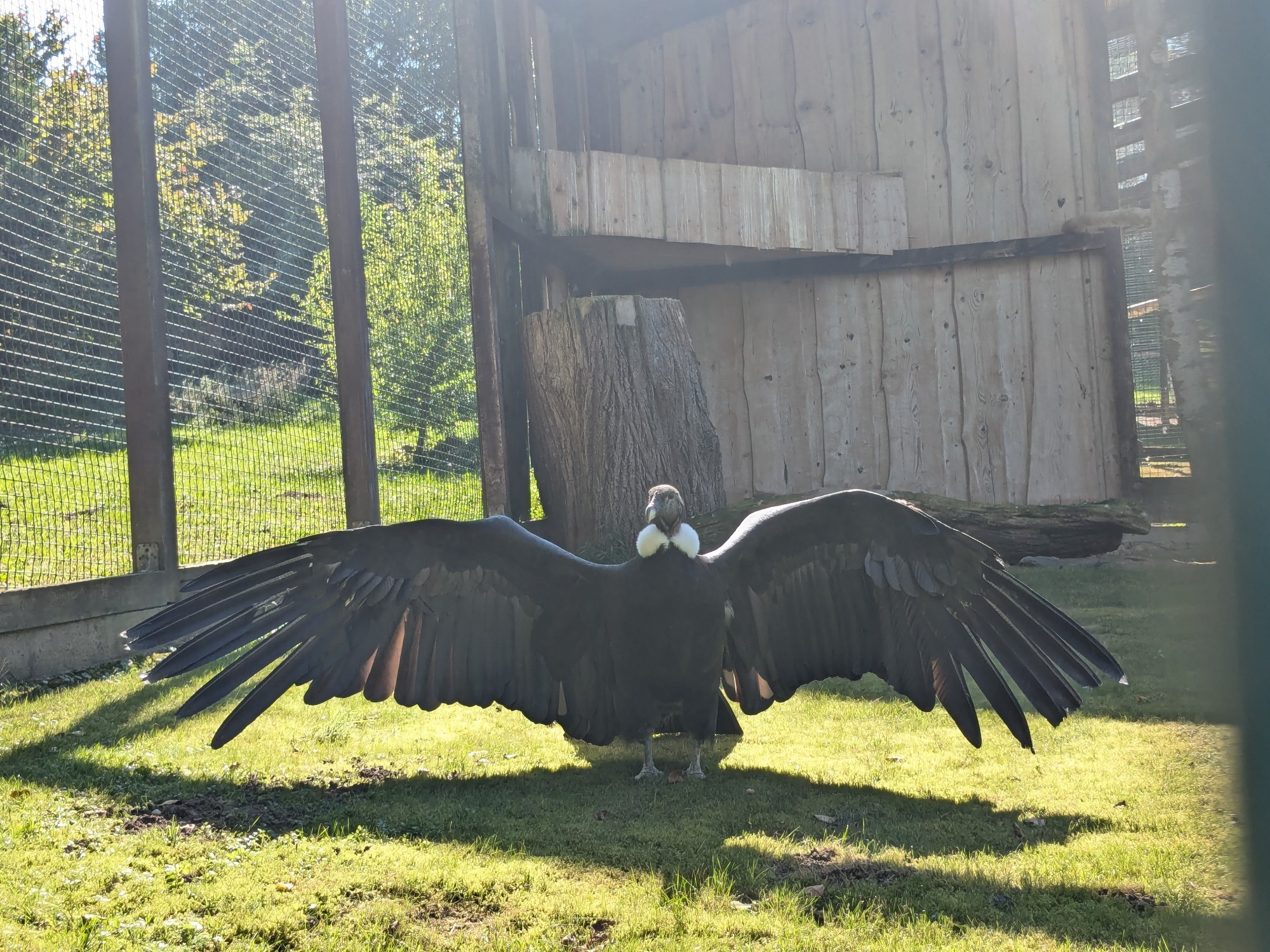 Der Kondor breitet seine Schwingen aus, aber er wird nicht mehr fliegen, weil er in einer zu kleinen Voliere lebt