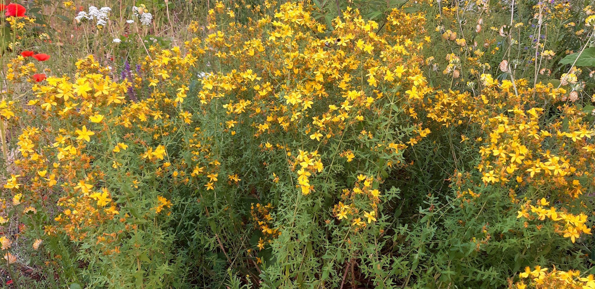 Yellow Saint John's Wort in a planted wild meadow.