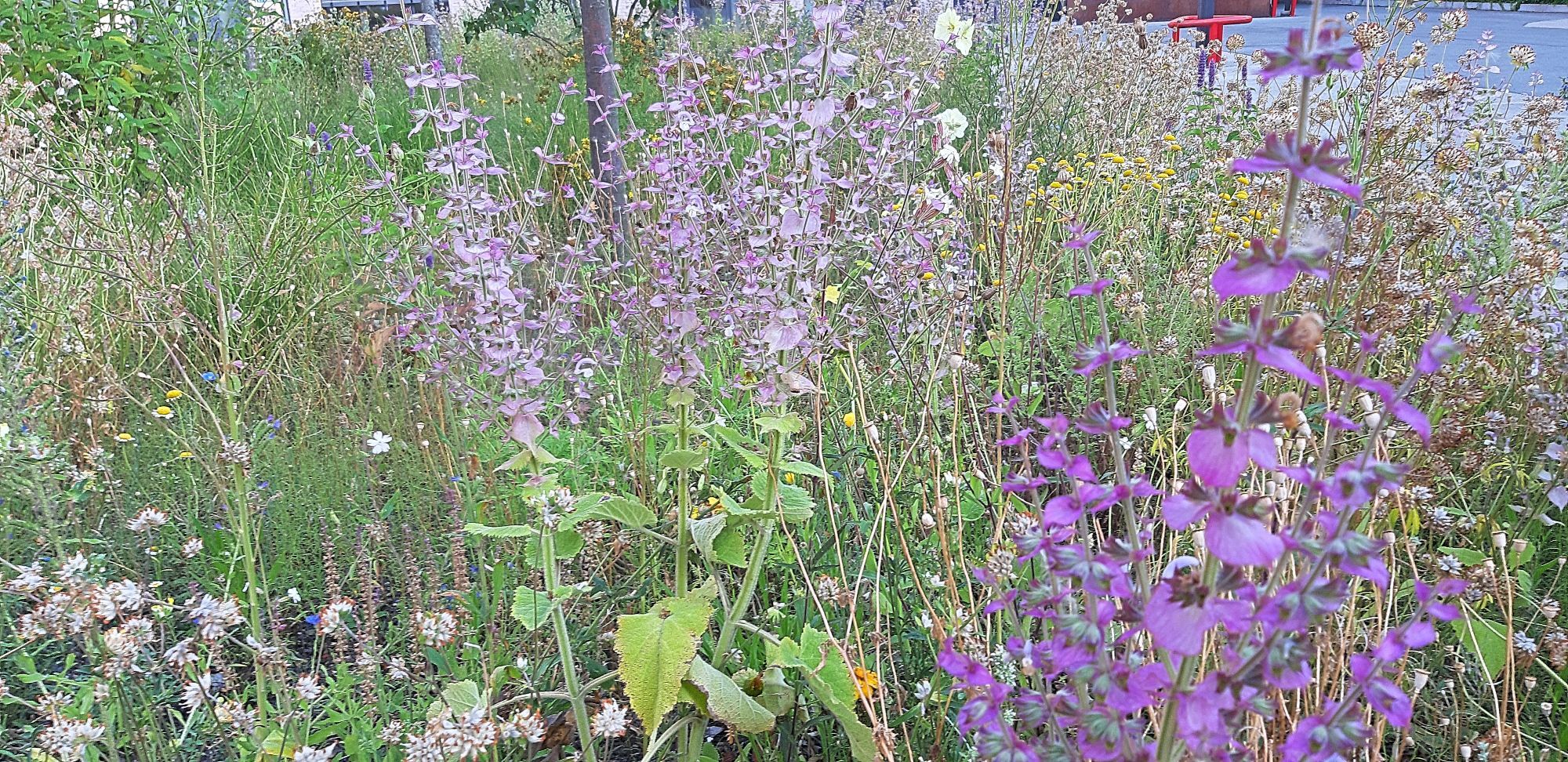 Wild meadow bed dominated by purple and violet clary sage on a parking lot in Berlin Wedding.