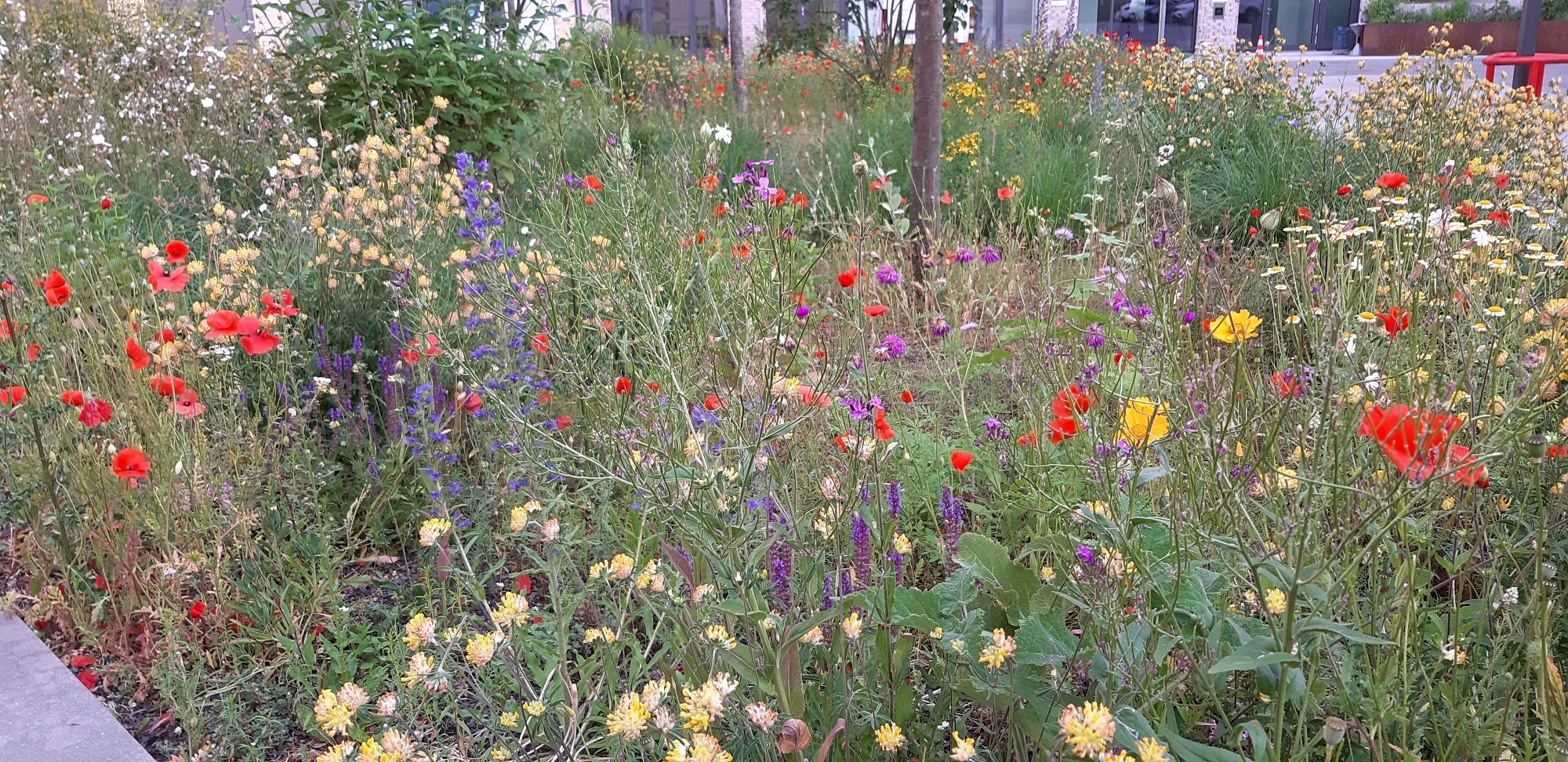 planted wild meadow in an inner city courtyard.