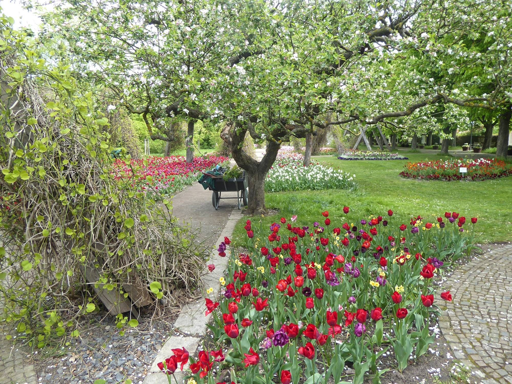 A path amongst formal tulip beds and lawn. In the centre a fruit tree and a wheelbarrow.