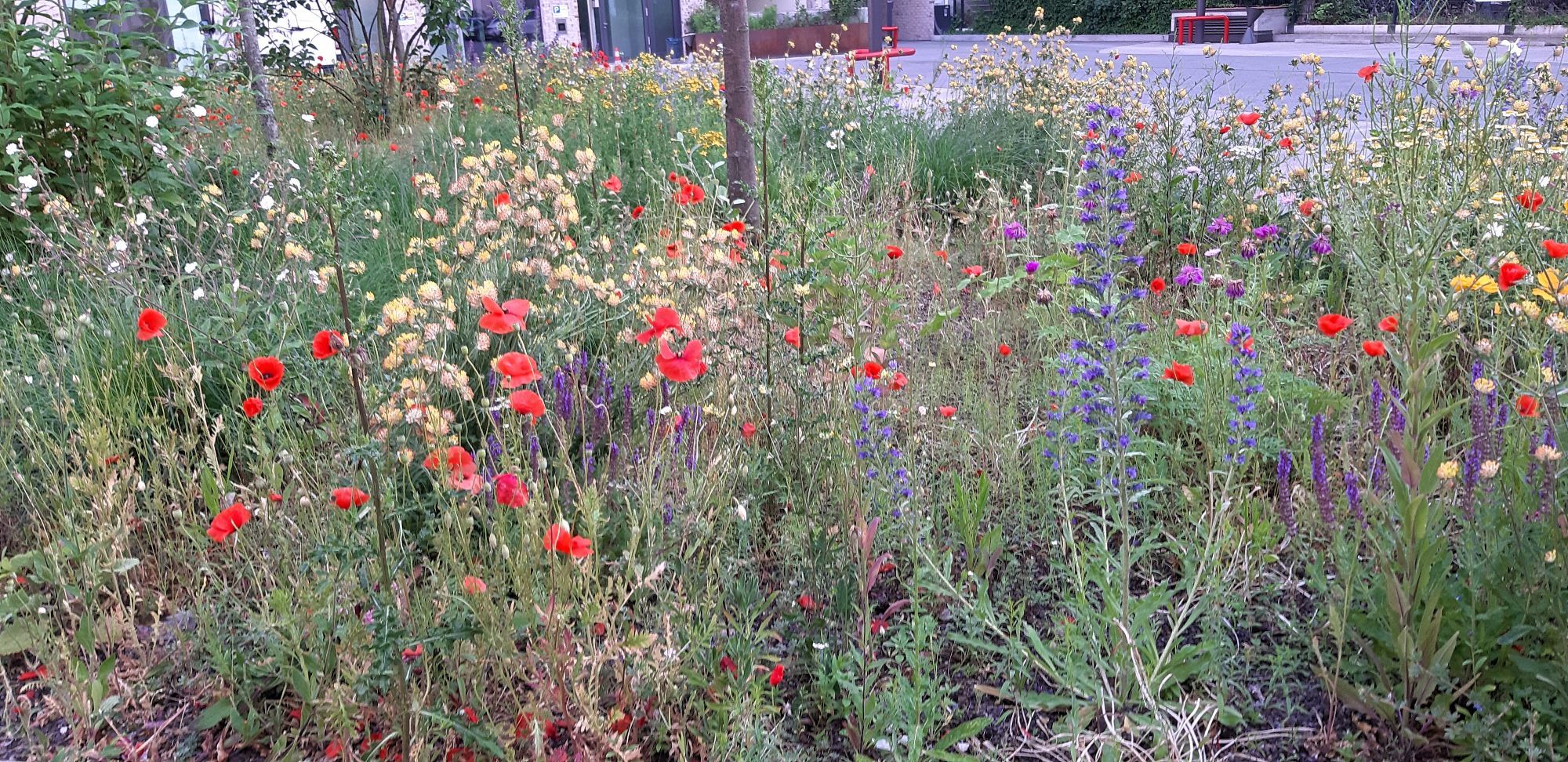 Wild meadow planting in an inner city courtyard in Berlin.