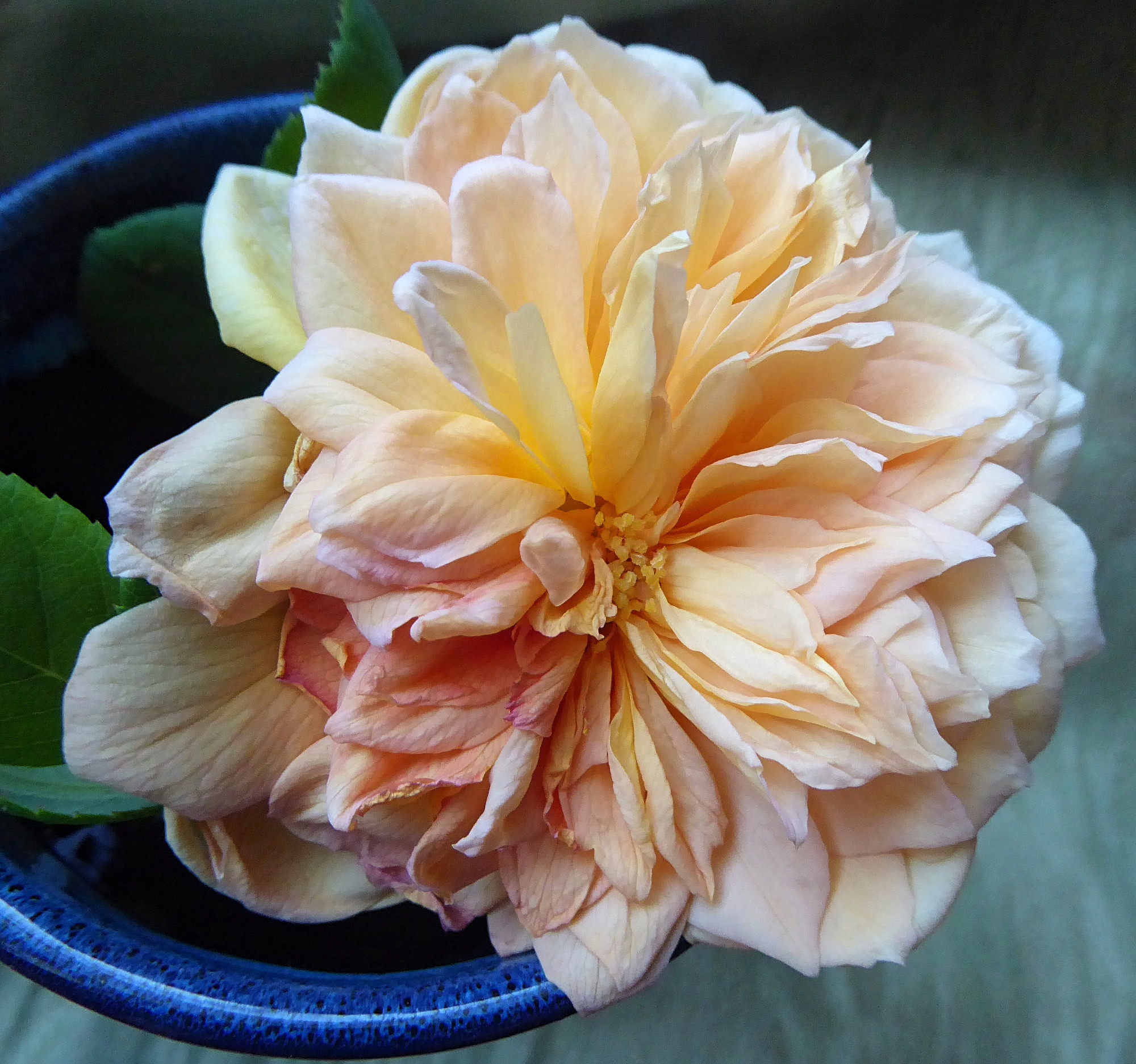 English Rose "Bathsheba" in a cobalt blue mug. Pale yellow and apricot double blossom.