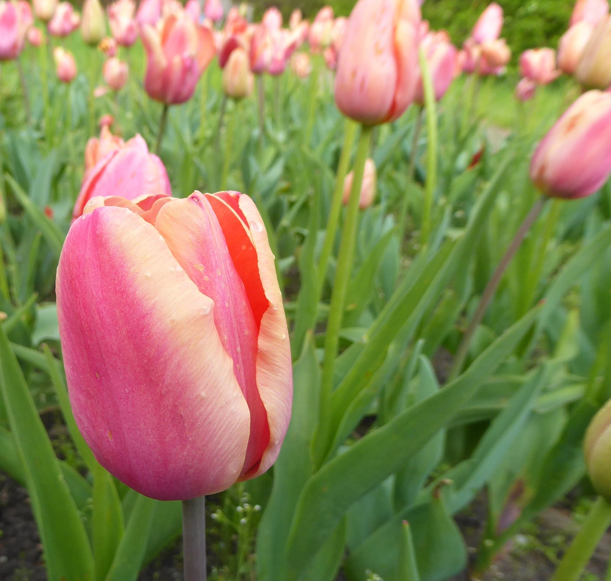 Tulip "Apricot Foxx": Peachy pink with soft apricot stripes on the outer petals.