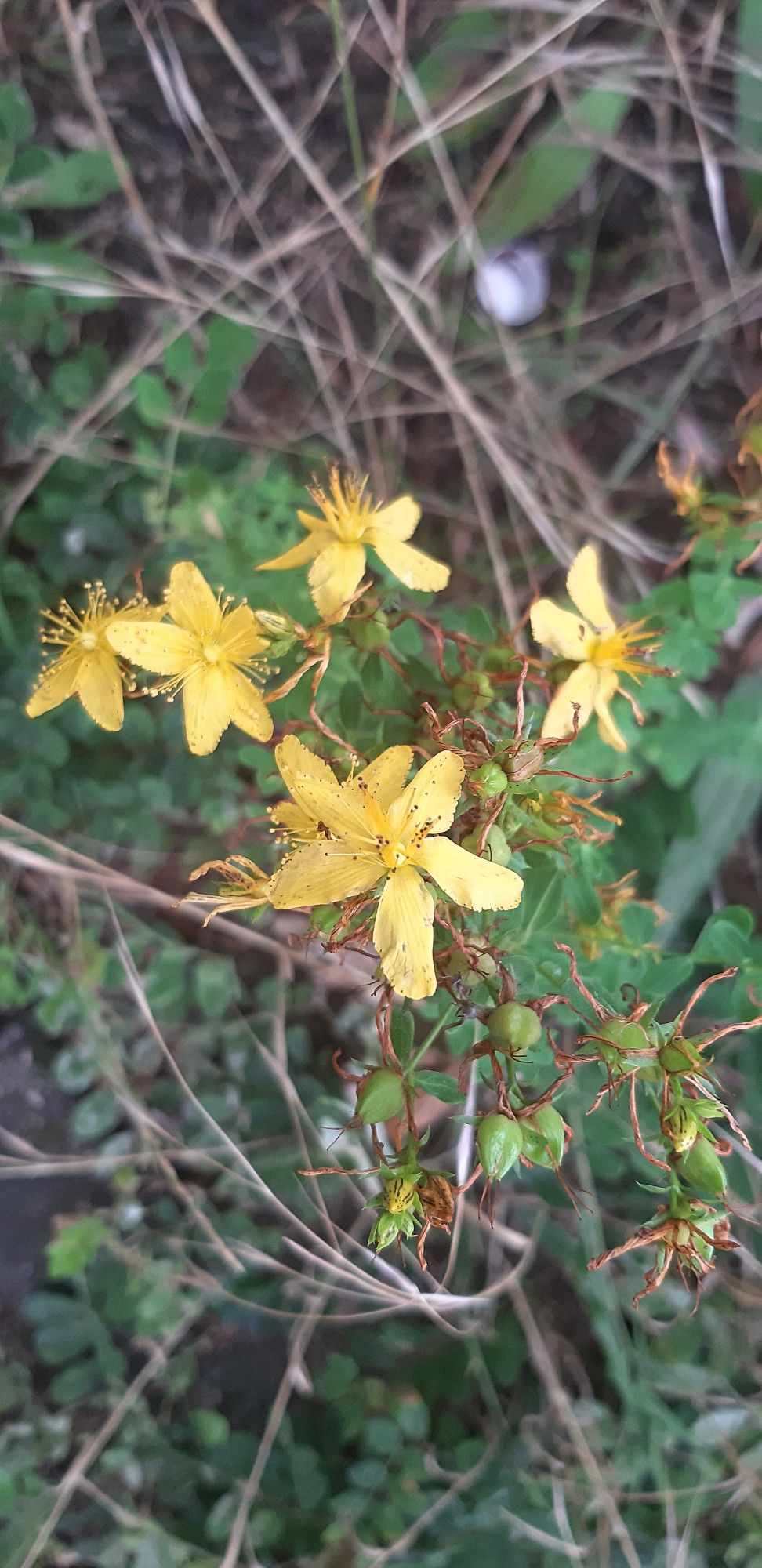 Yellow St. John's Wort, probably Hypericum perforatum.