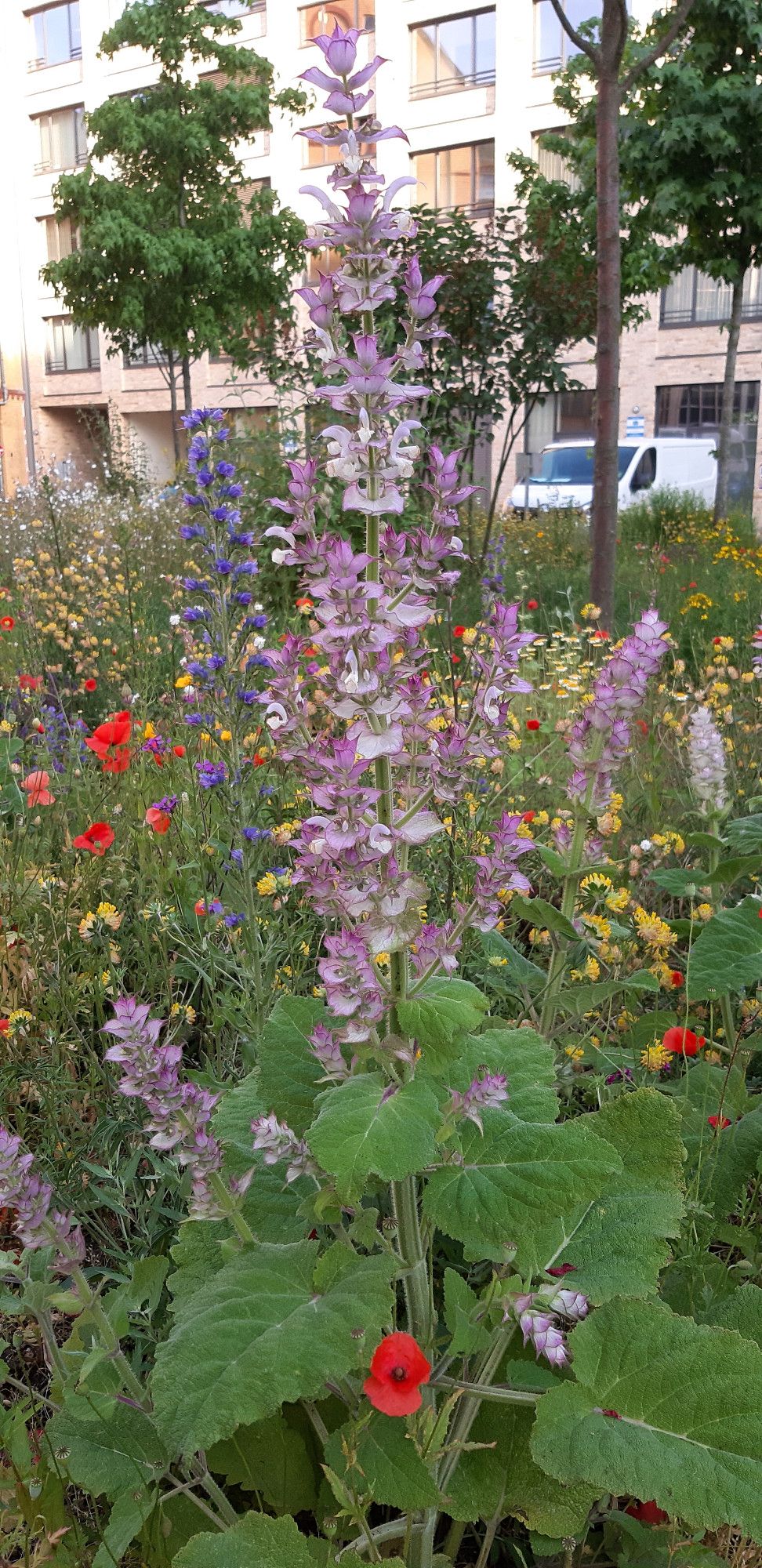 Mauve tall Clary Sage with poppies and other wild flowers.