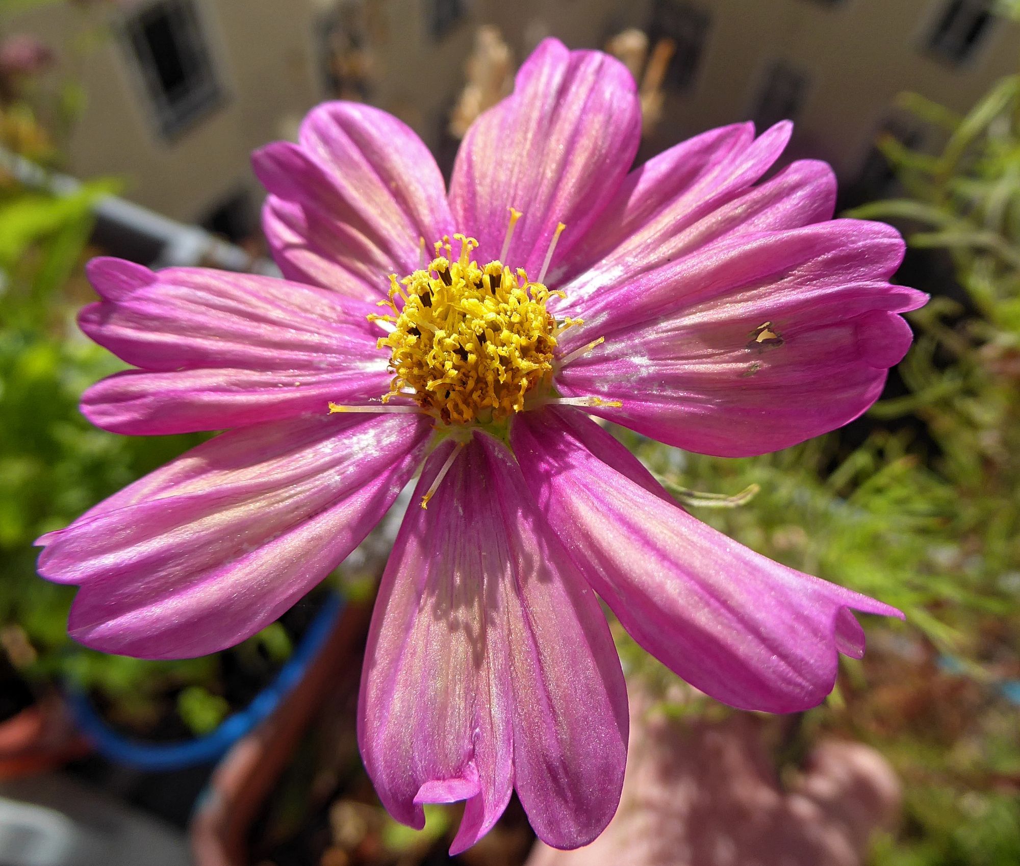 Close-up of a blossom of Cosmos "Xsenia". Bright pink with tan undertones and a bright yellow centre.