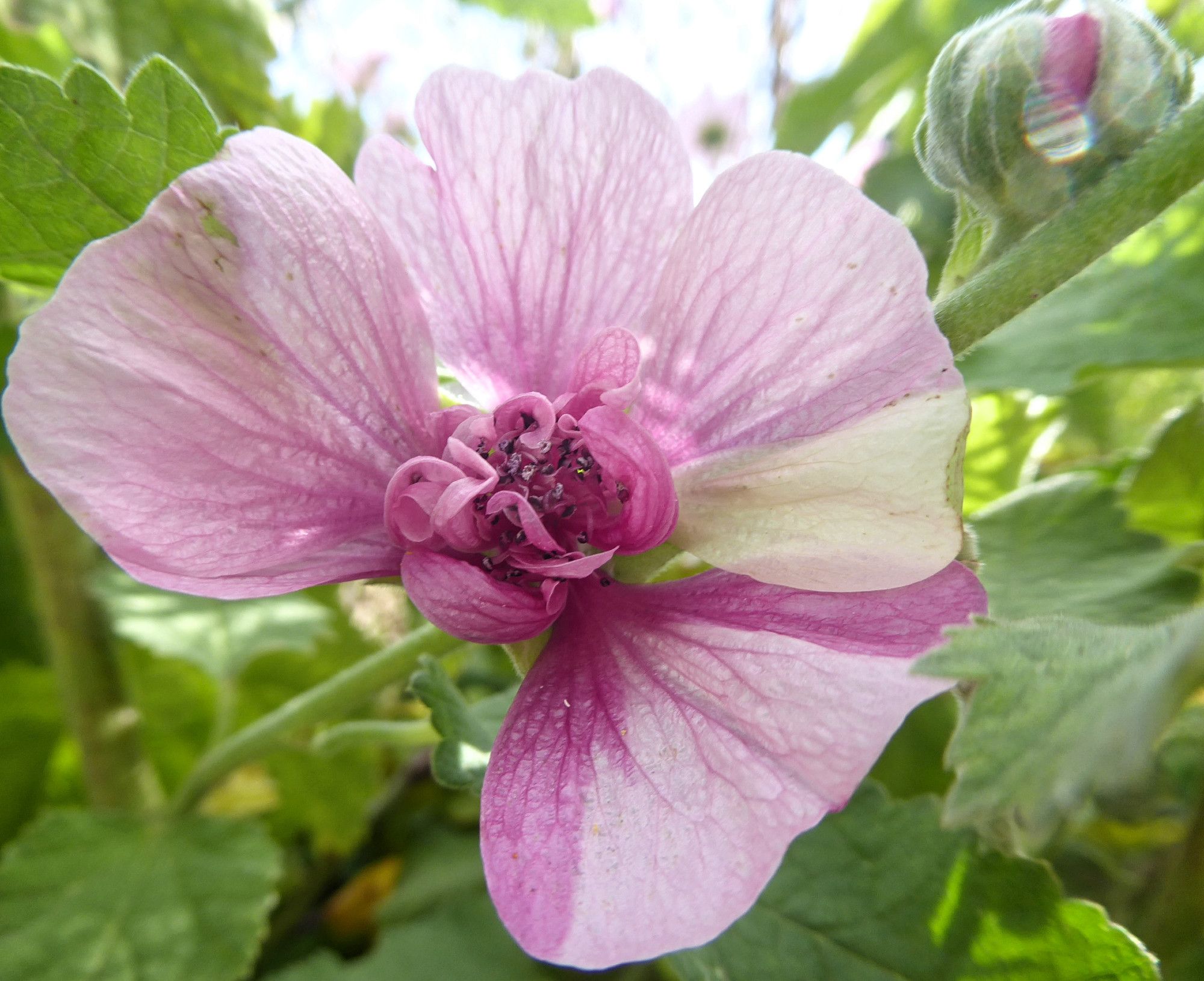 Close-up of the perennial hollyhock (Alcalthaea suffrutescens) "Parkfrieden". Rosy pink semi-double blossom with creme-coloured blotches. 