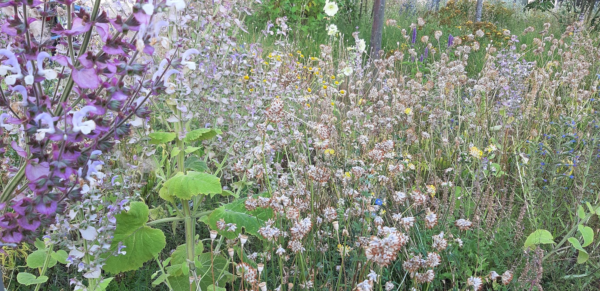 Wild meadow flower bed dominated by a violet clary sage on a parking lot in Berlin Wedding (Osramhöfe).