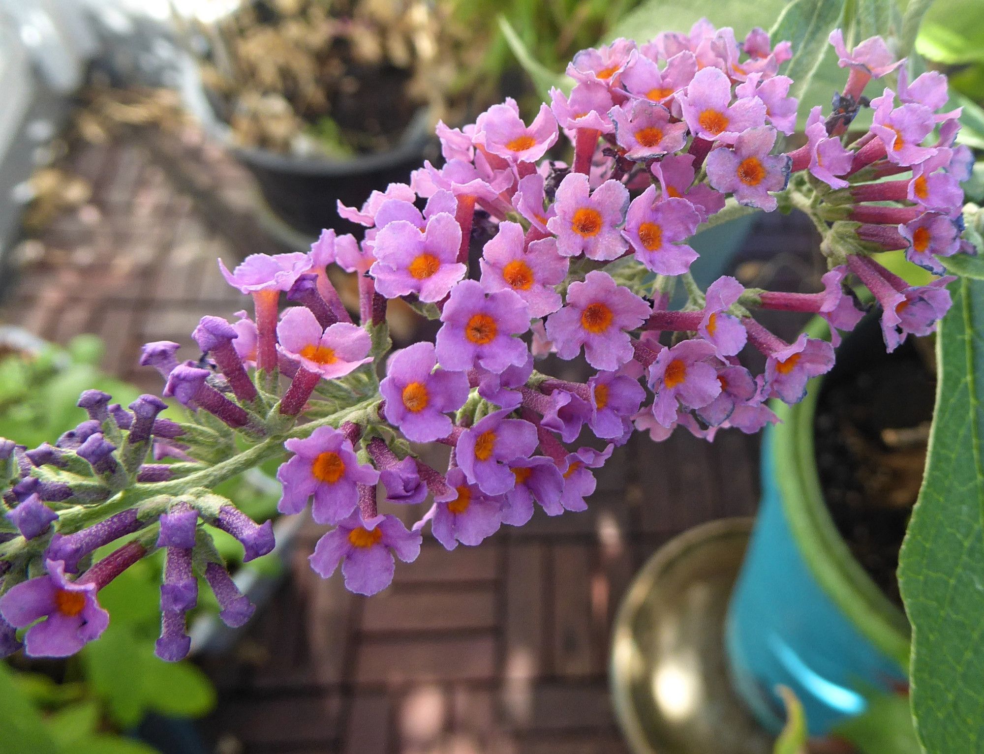 Blossom of multicoloured buddleia "Flower Power", pink and purple with orange centres.