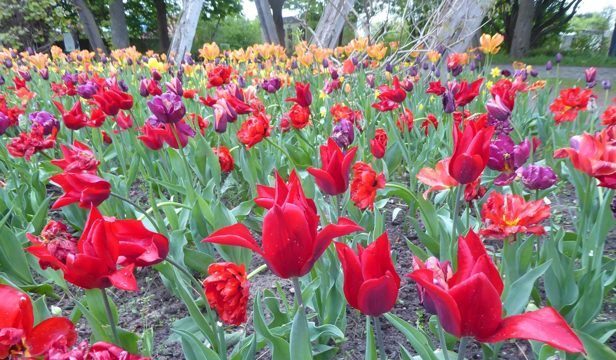 A formal tulip bed in warm colours: bright red, deep purple, coppery orange.