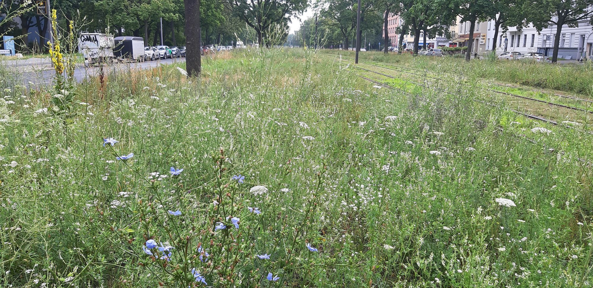 Wild meadow next to tram tracks lined by trees. Yellow mullein, blue chicory, white yarrow, wild carrot and grasses.