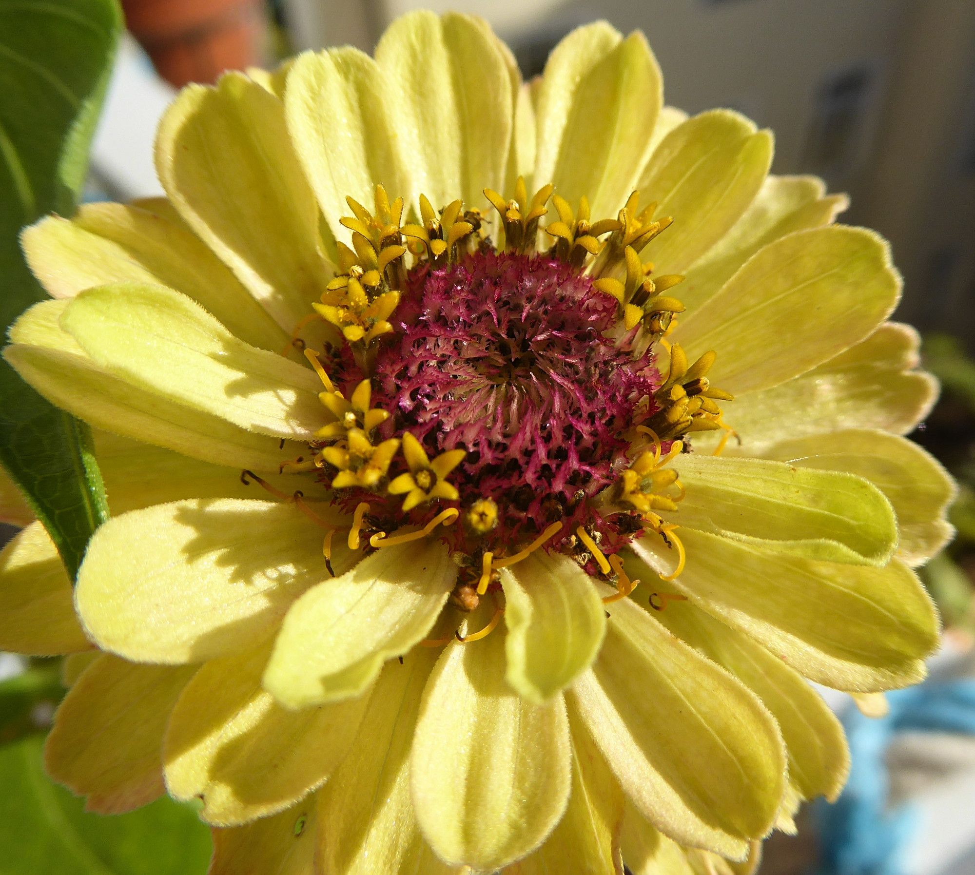 Close-up of a blossom of semi-double Zinnia "Queen Red Lime Blush". Chartreuse petals with a dark pinkish-purple centre.