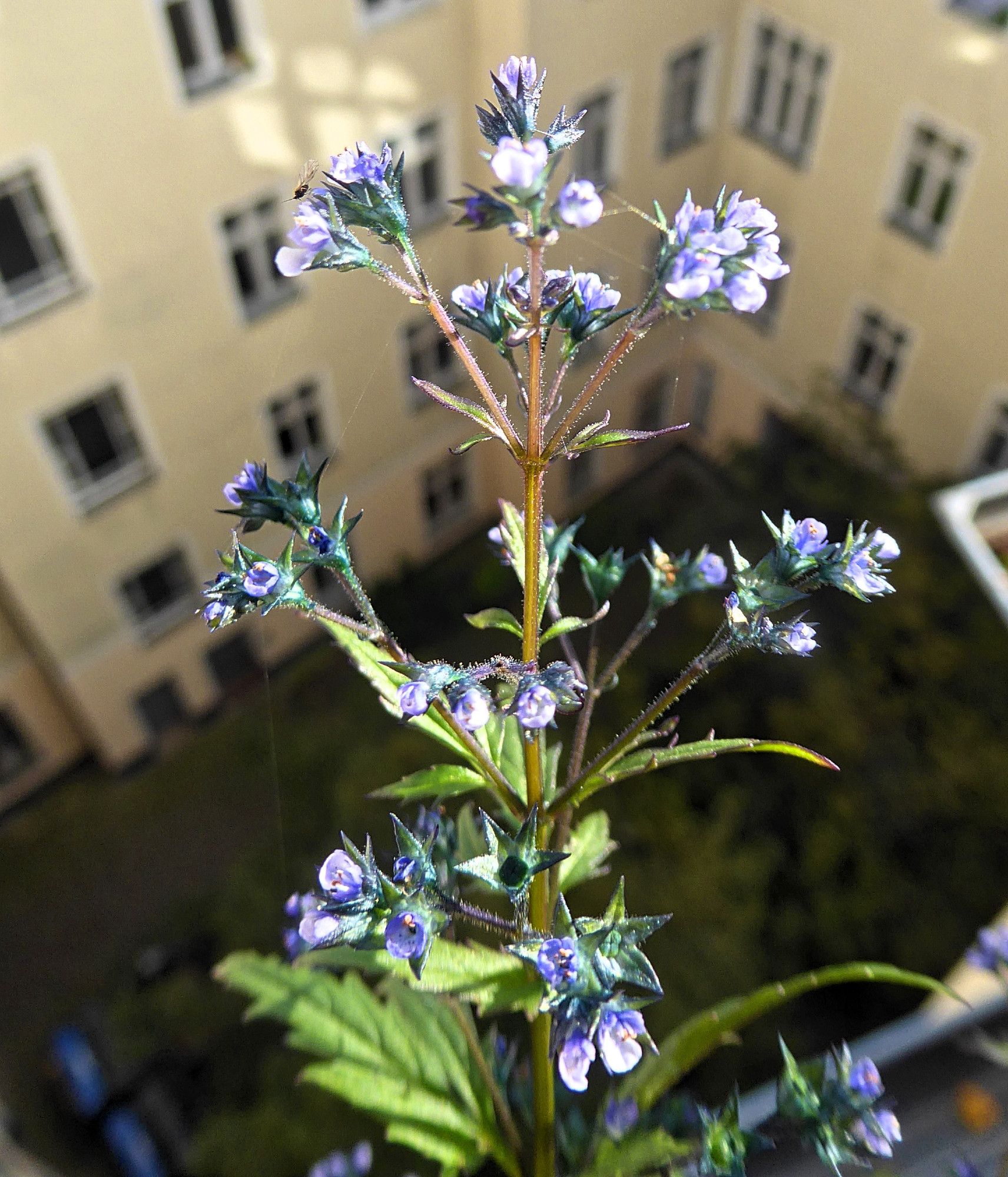 Mushroom herb (Amethystea caerulea) with tiny blue blossoms in the sunlight.