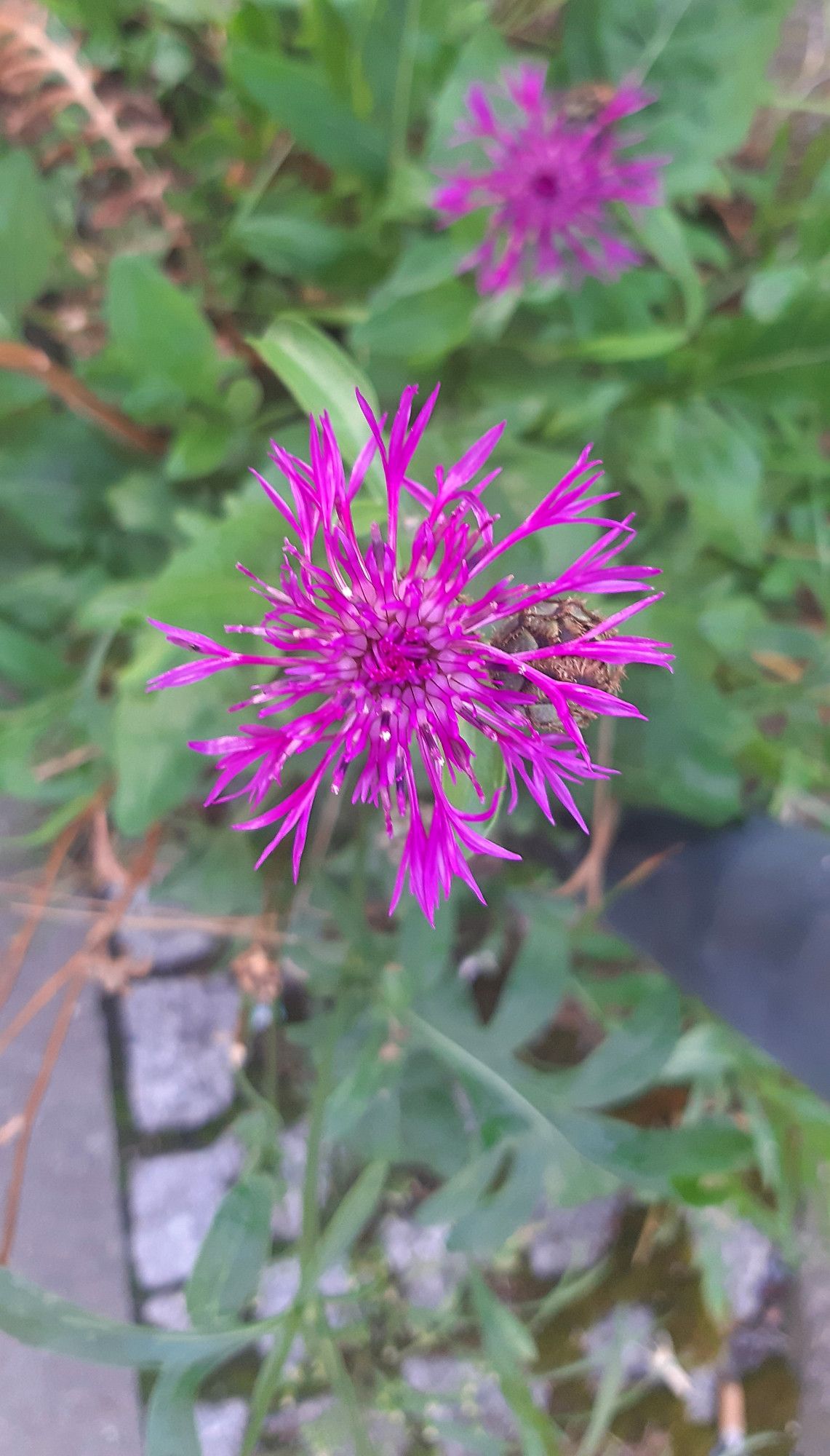 Knapweed, magenta blossom.