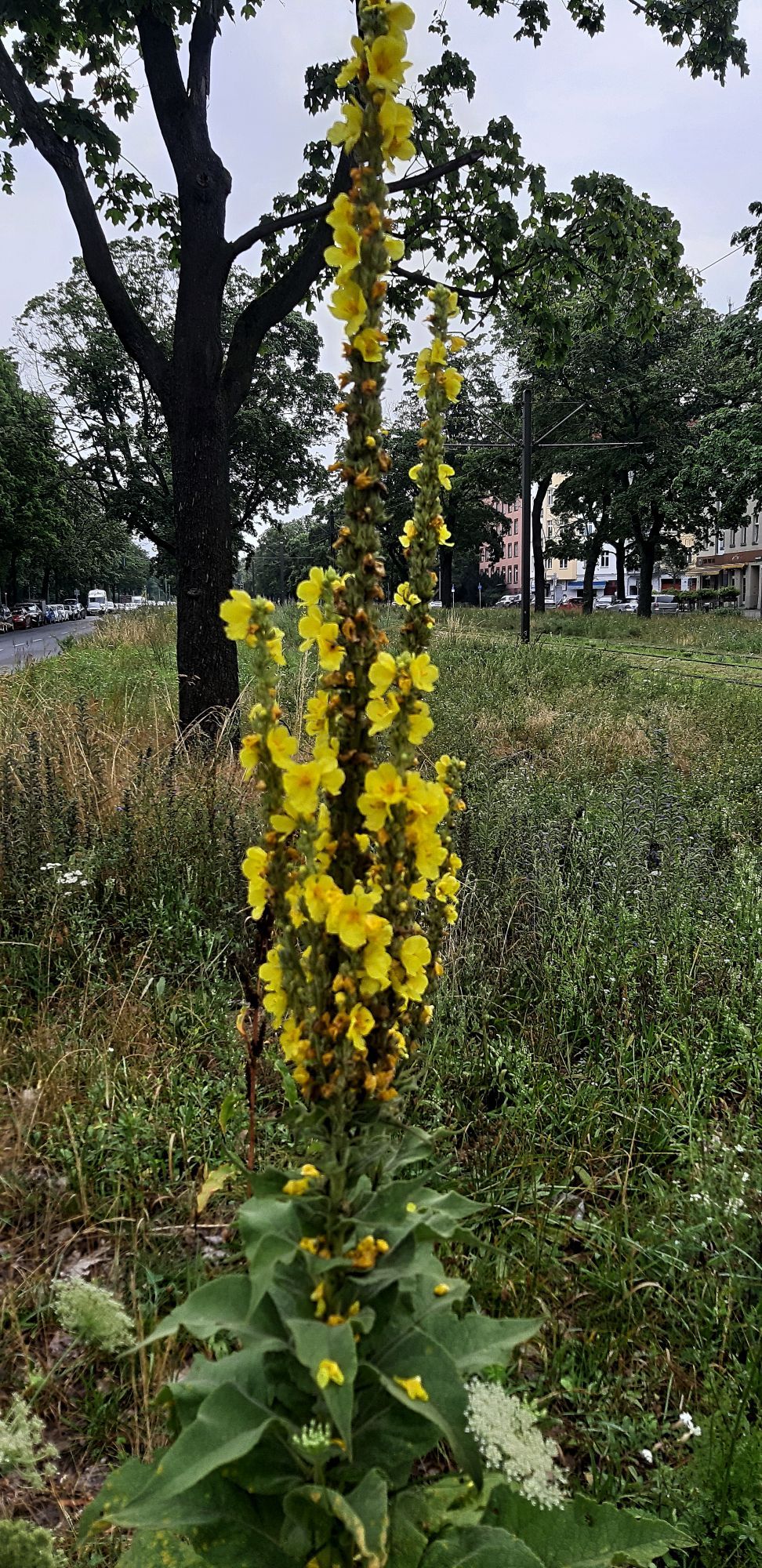 Tall bright yellow mullein in a meadow next to tram tracks and a road.