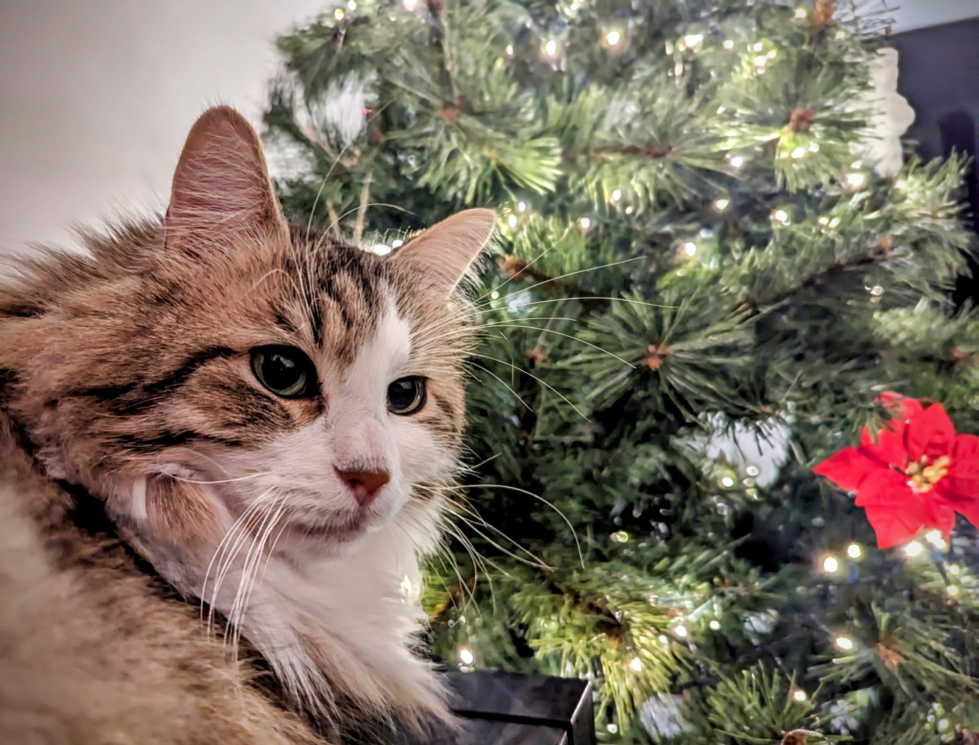 Picture of Jekyll, Chief Fluff Officer of Pink Bean Studio, with a santa tree in the background