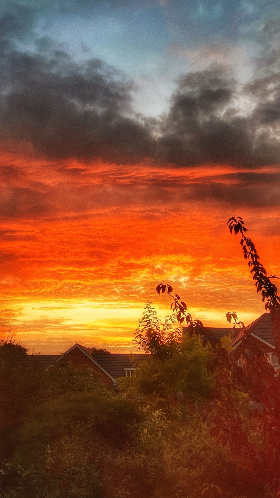 Fiery sunset sky above London houses and a lot if green plants from rear London gardens in the lower foreground.