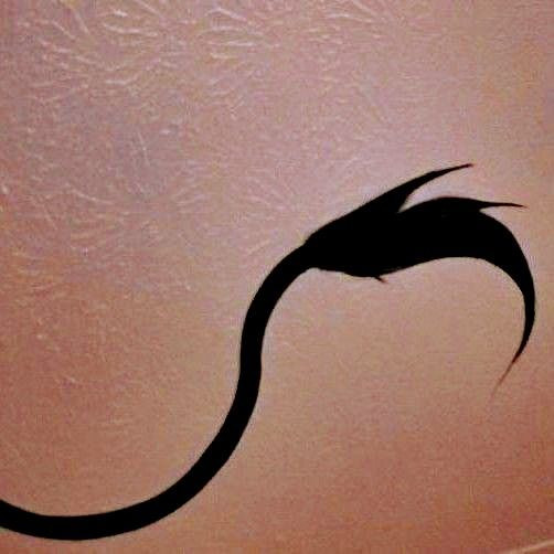 The shadow of a long, thin tail with a tuft of fur at the end. 