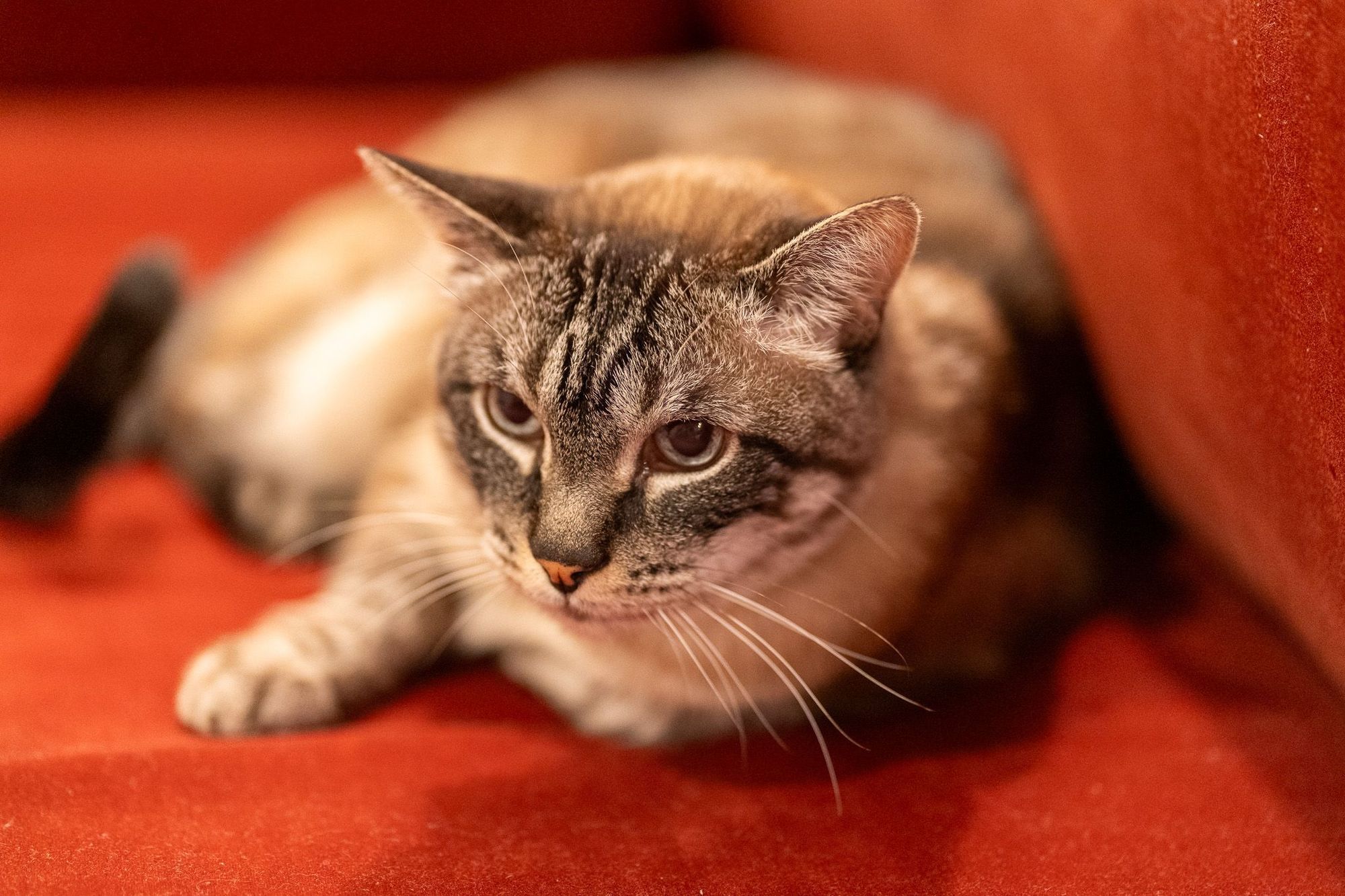 A cat with a striped coat and light eyes lying on a red surface, looking forward.