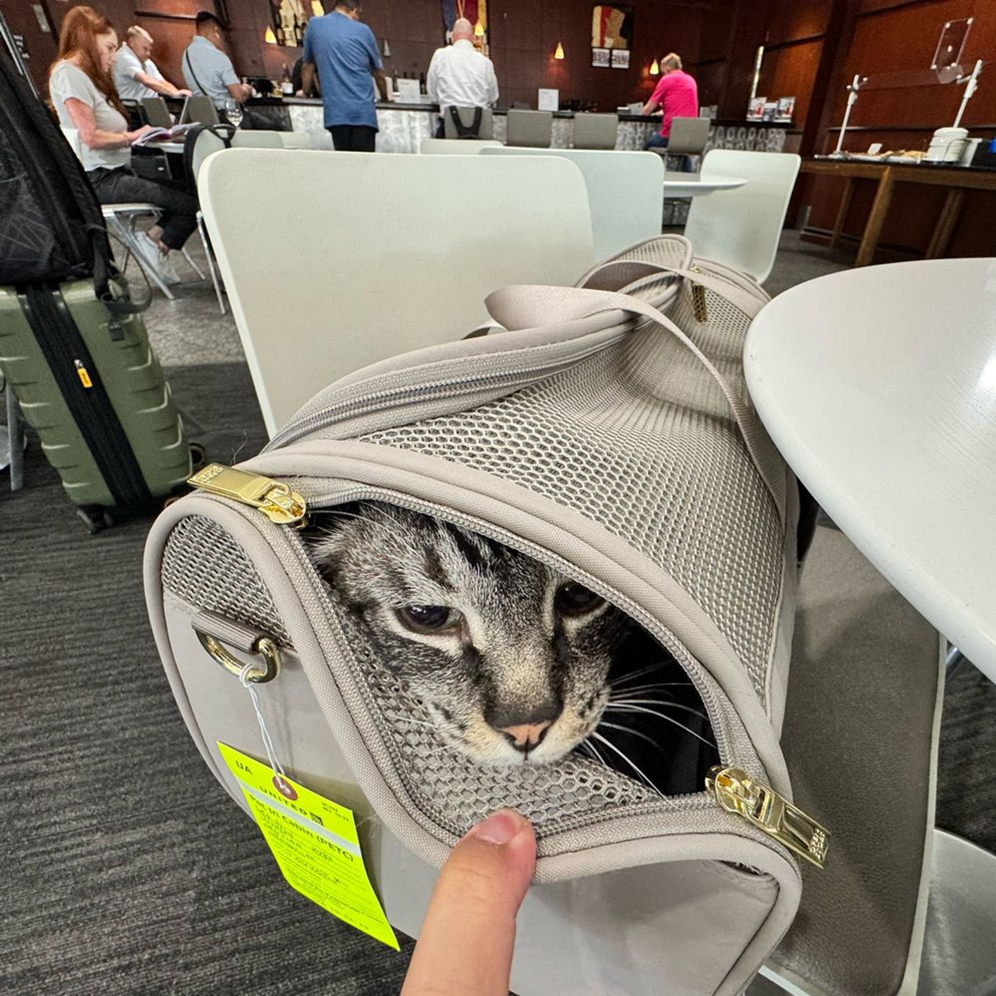 Troy in his carrier at an airline lounge.