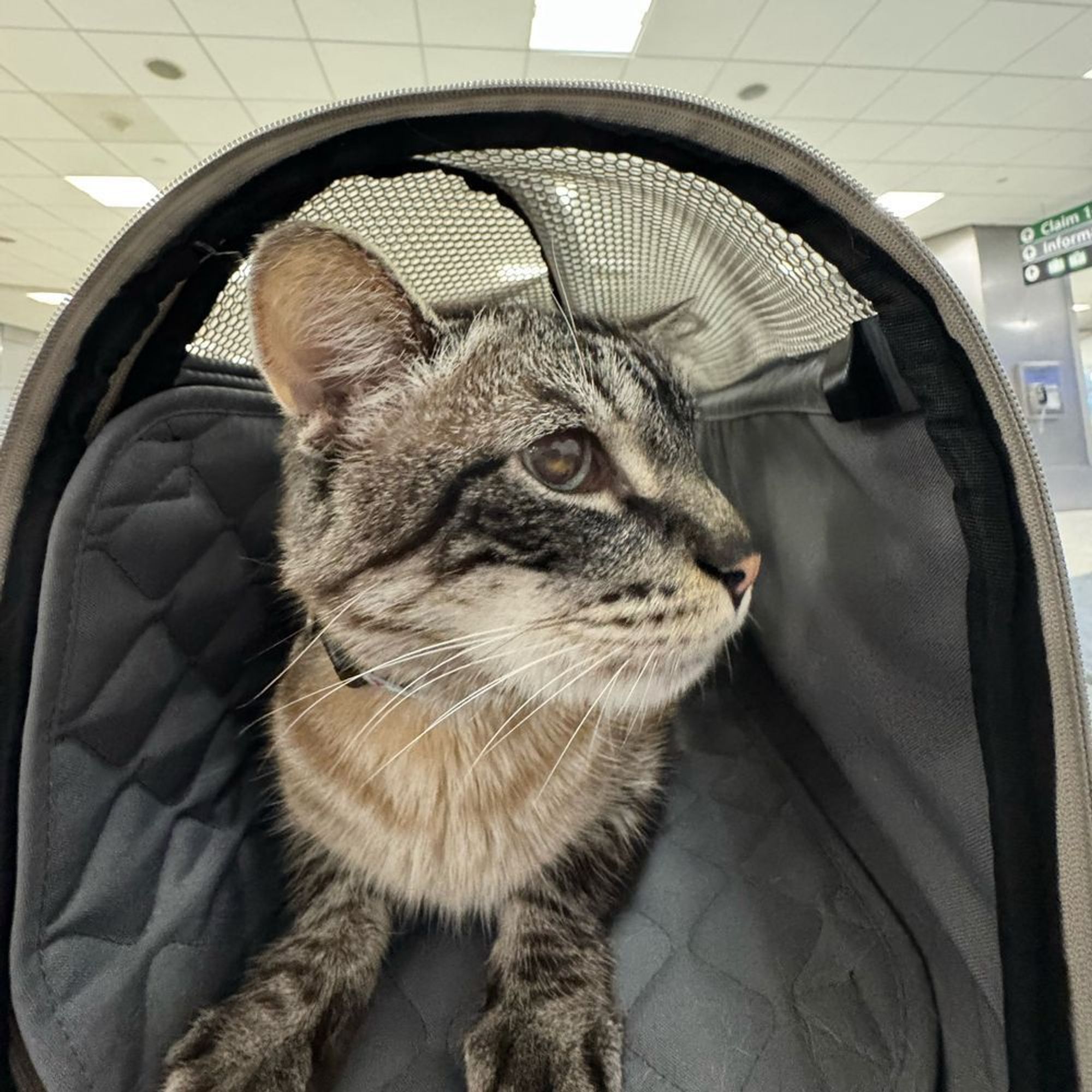 Troy in his carrier at the airport. 