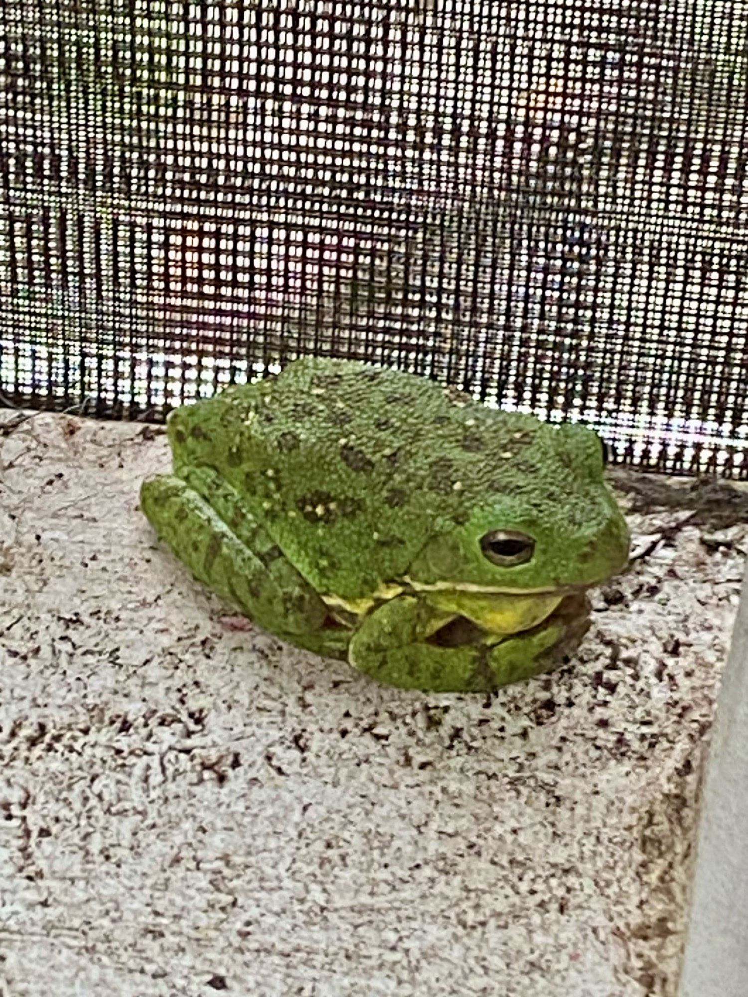 A green-colored tree frog with brown spots and rough skin, with white dots on its back. It’s siting just inside my screened porch.