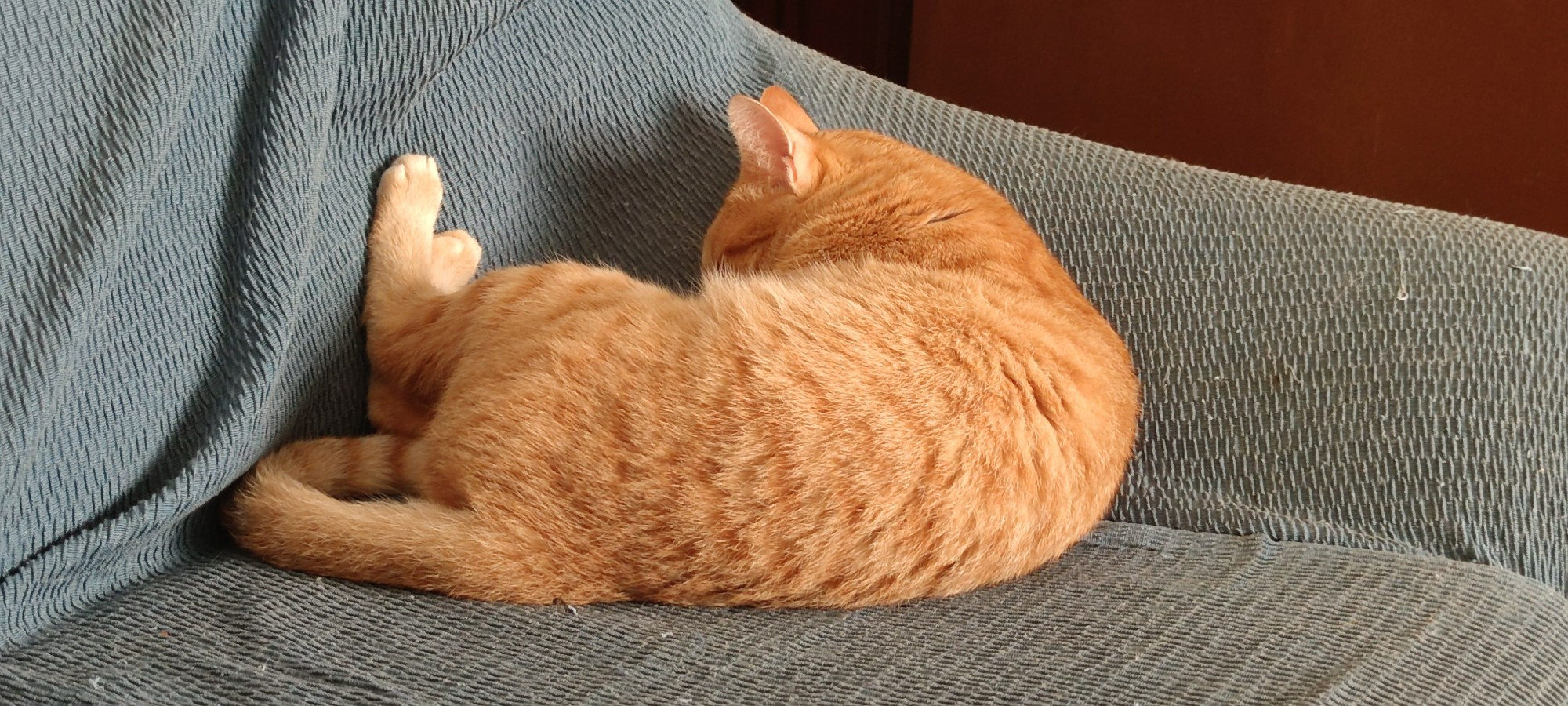 Gata naranja durmiendo en un sofá con las patas de atrás levantadas