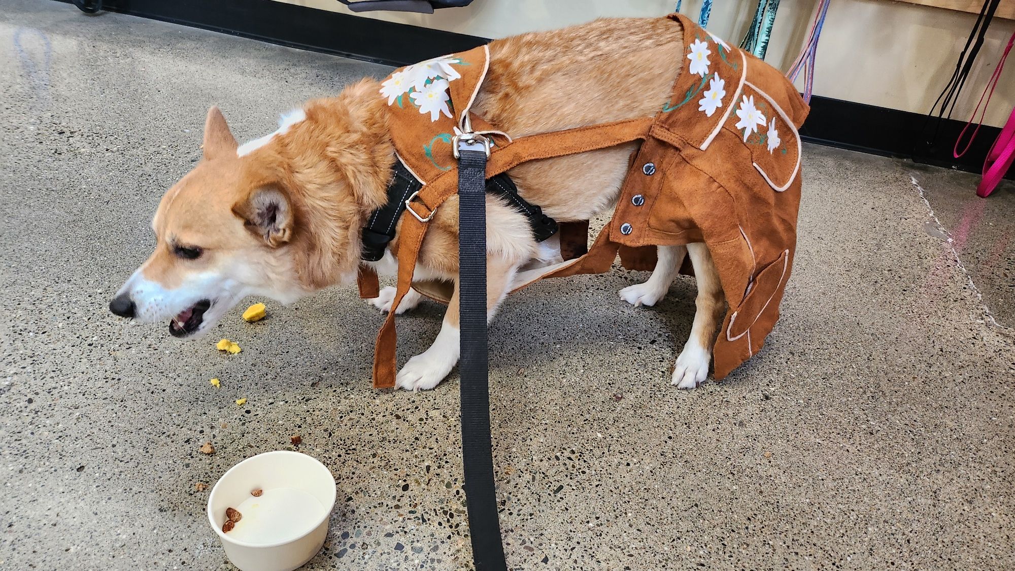 Corgi wearing lederhosen. Getting a brainfreeze after trying to swallow all his ice cream at once.