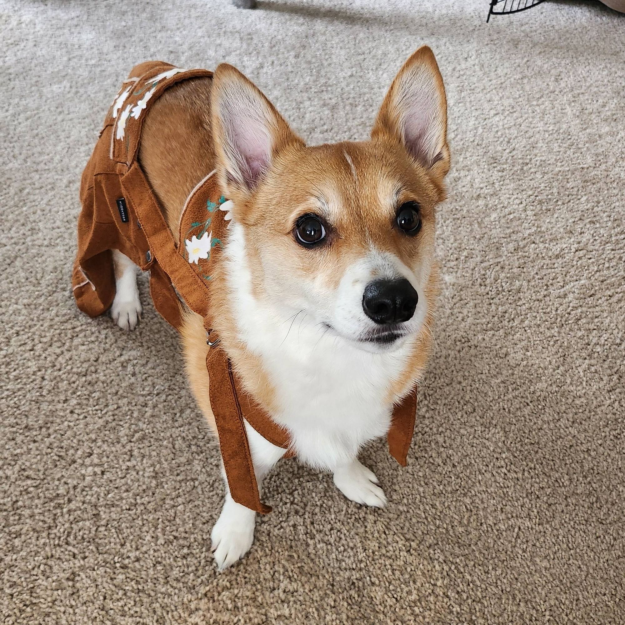 Corgi wearing lederhosen