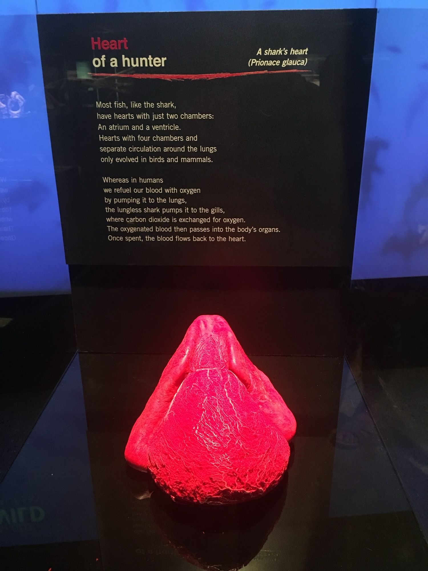 A shark heart on display at a museum