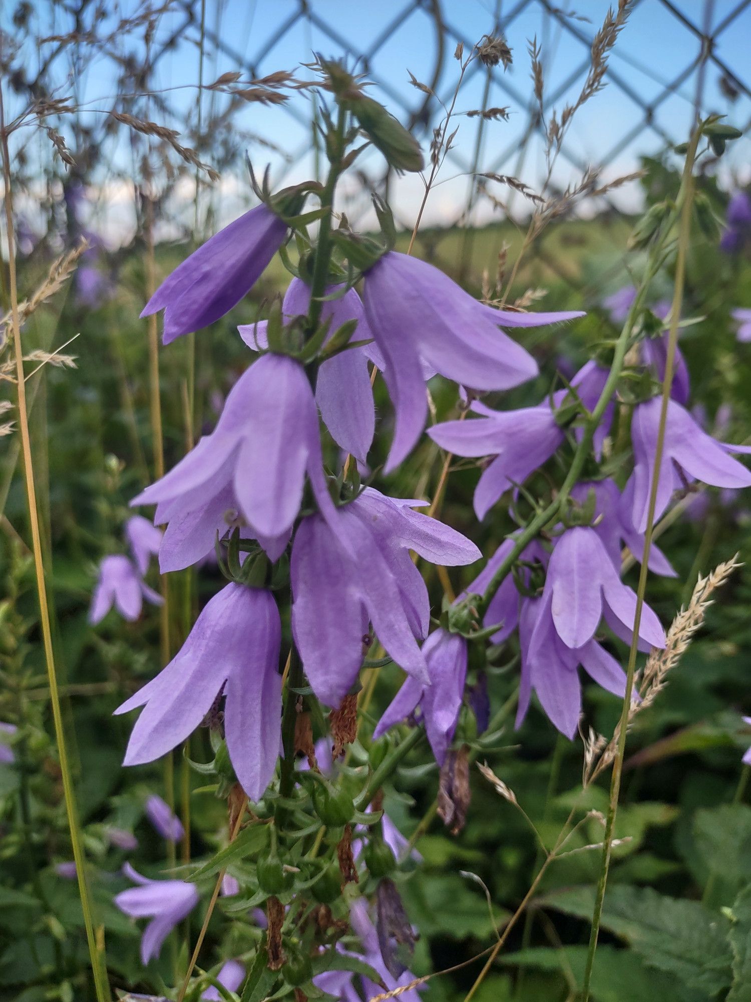 close up shot of some purple bell flowers, in the back out of focus is a chain link fence, tall grass and other assorted plants