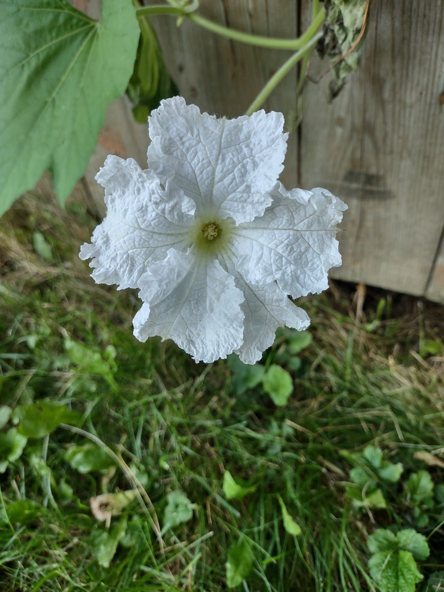 A white flower on a vine growing over a wooden fence, the petals are frilly and the very centre is a very mild creamy yellow