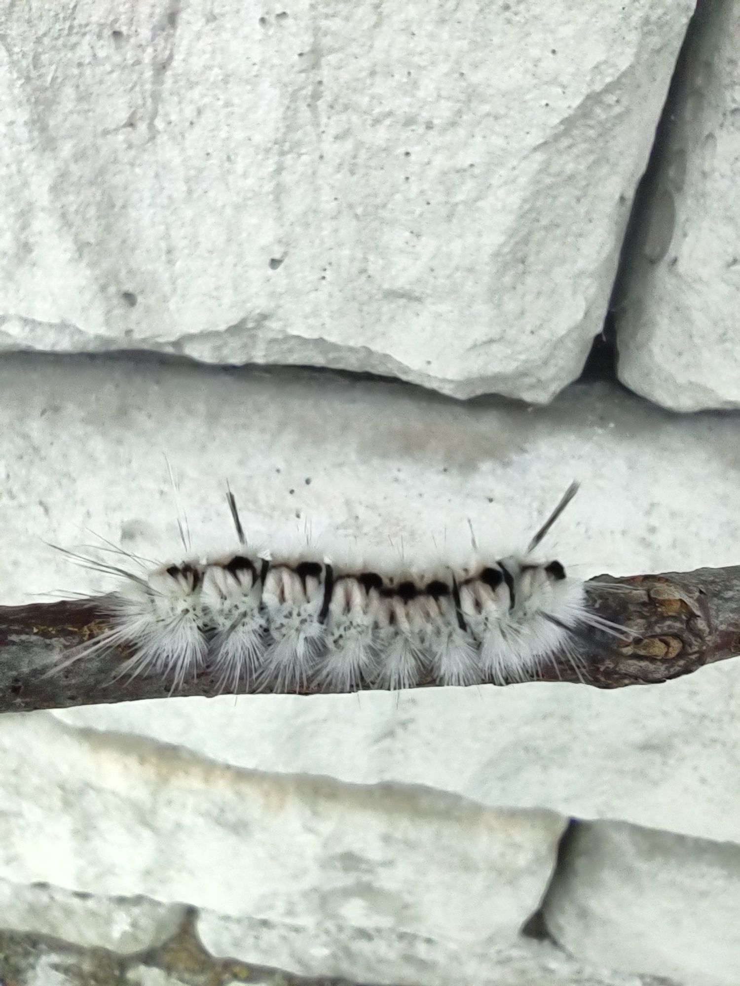 A fuzzy black and white caterpillar on a branch, a stone retaining wall in the background. The caterpillar has short white tufts of fuzz and some long black bits of hair