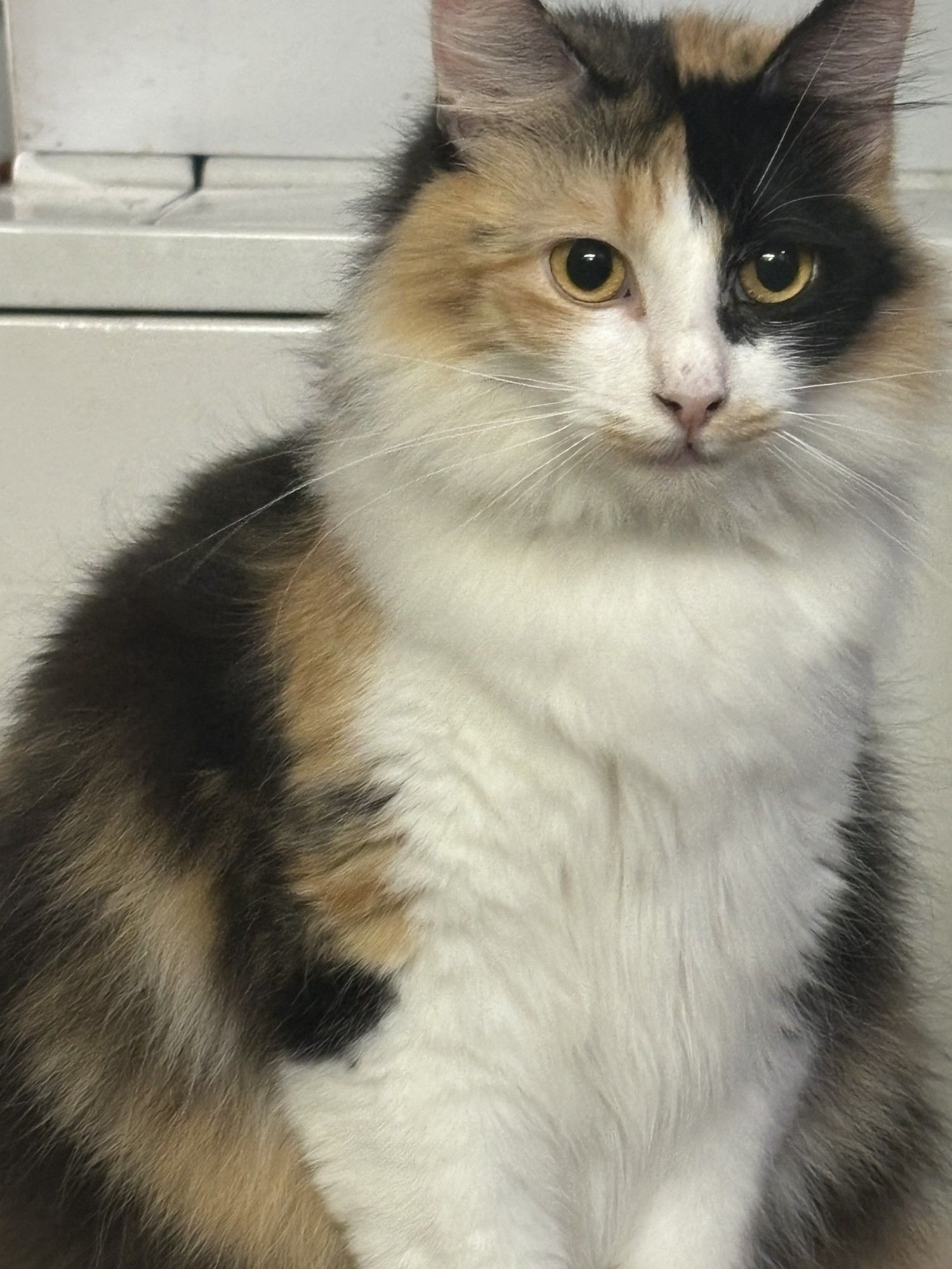 a super-zoomed in photo of my probably overweight calico, magnolia, whose triangular shape makes her look like a little tuna onigiri. my washer looks dirty back there. you might not see this, but like please don't tell anyone how i live???