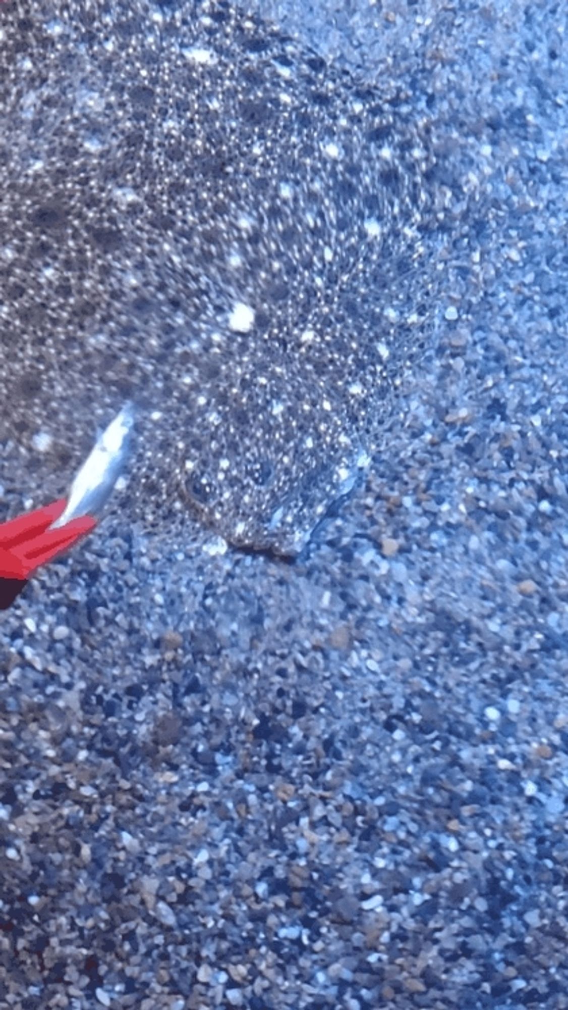 Eine Scholle liegt auf Kieselboden der genau ihre Farbe hat. Eine Greifzange mit einem Stück sandaal nähert sich ihrem Maul und sie schnappt zu