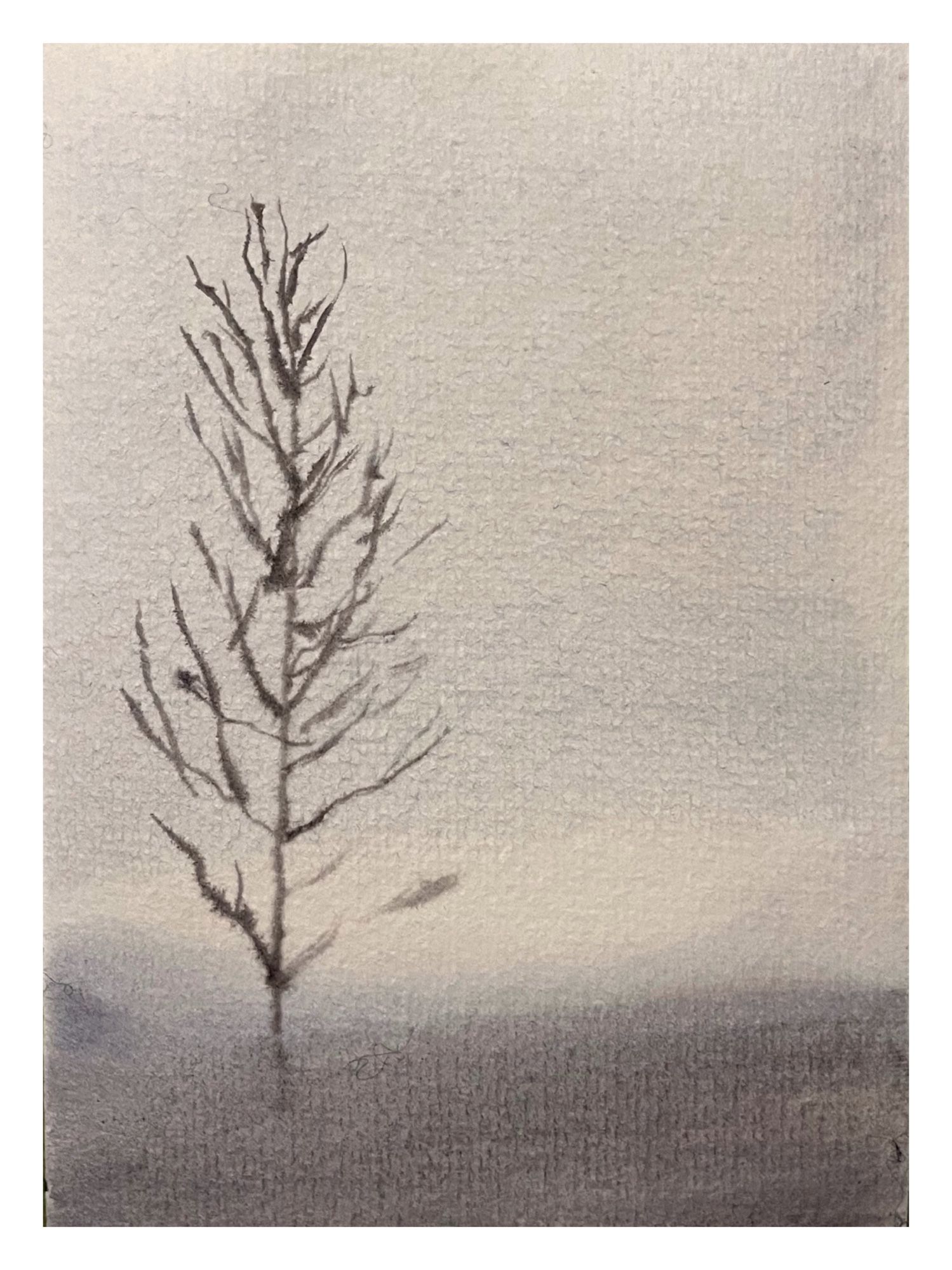 Watercolour monotone sketch of a bare poplar in the fog.