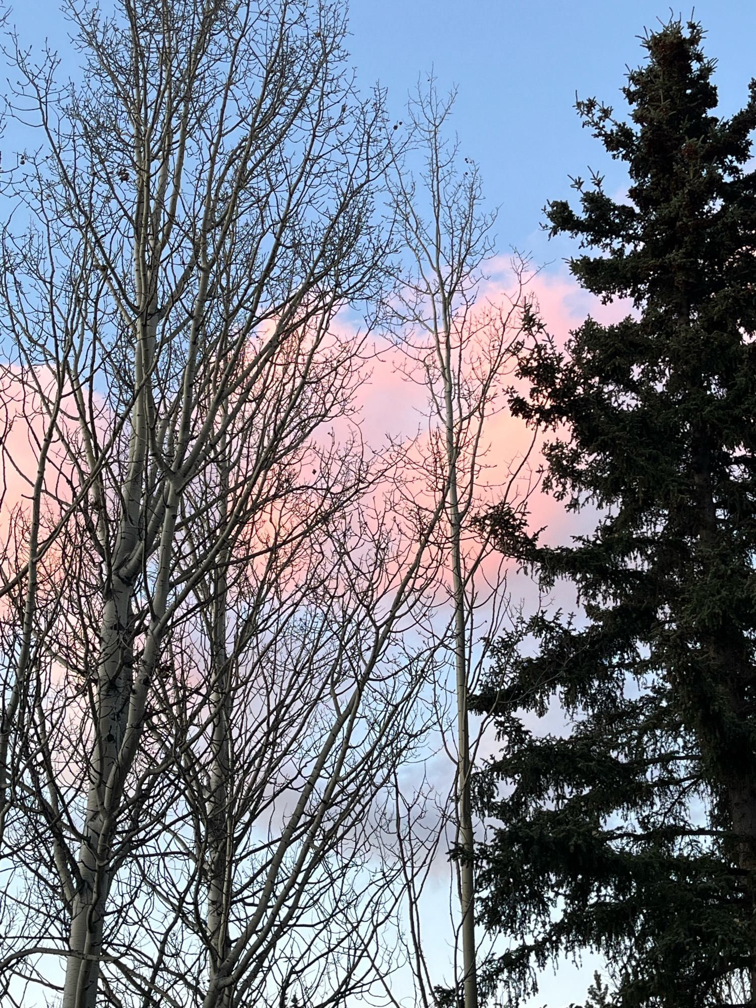 Pink clouds.