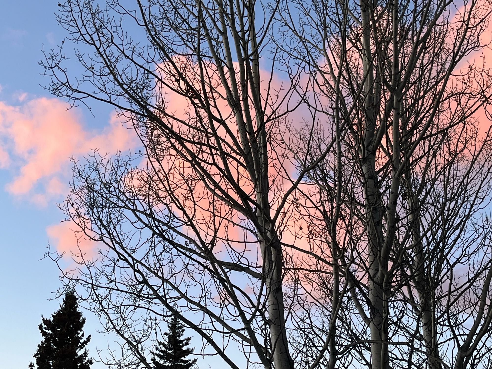 Pink clouds.