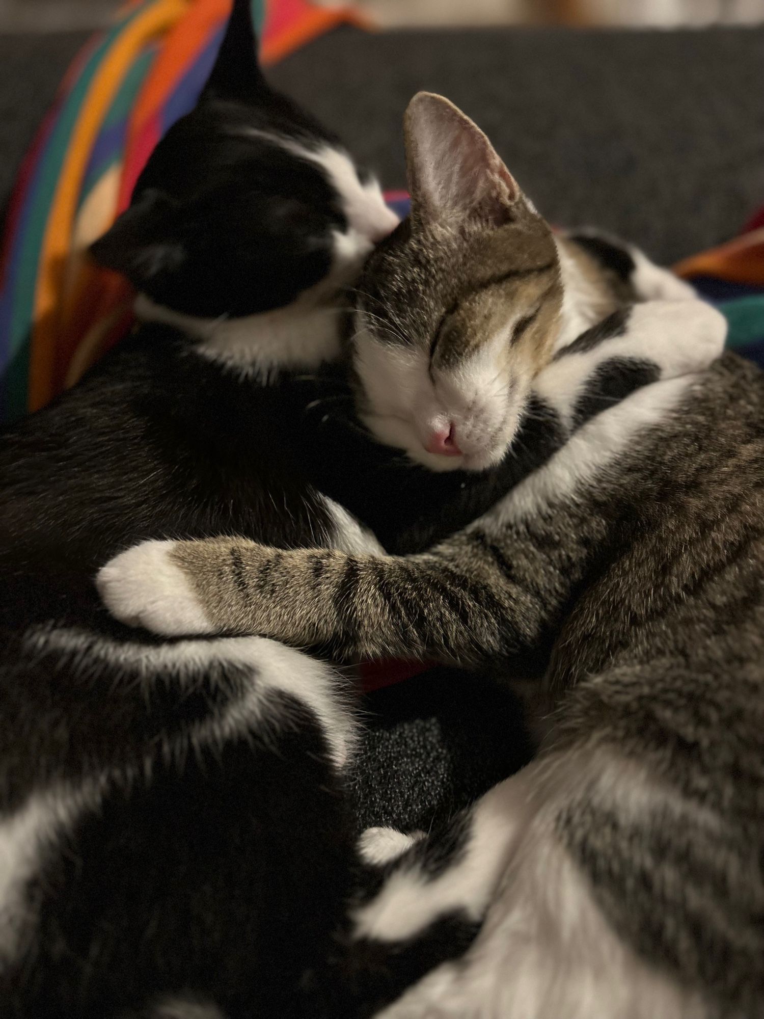 Two cats, sister, giving hugs to each other