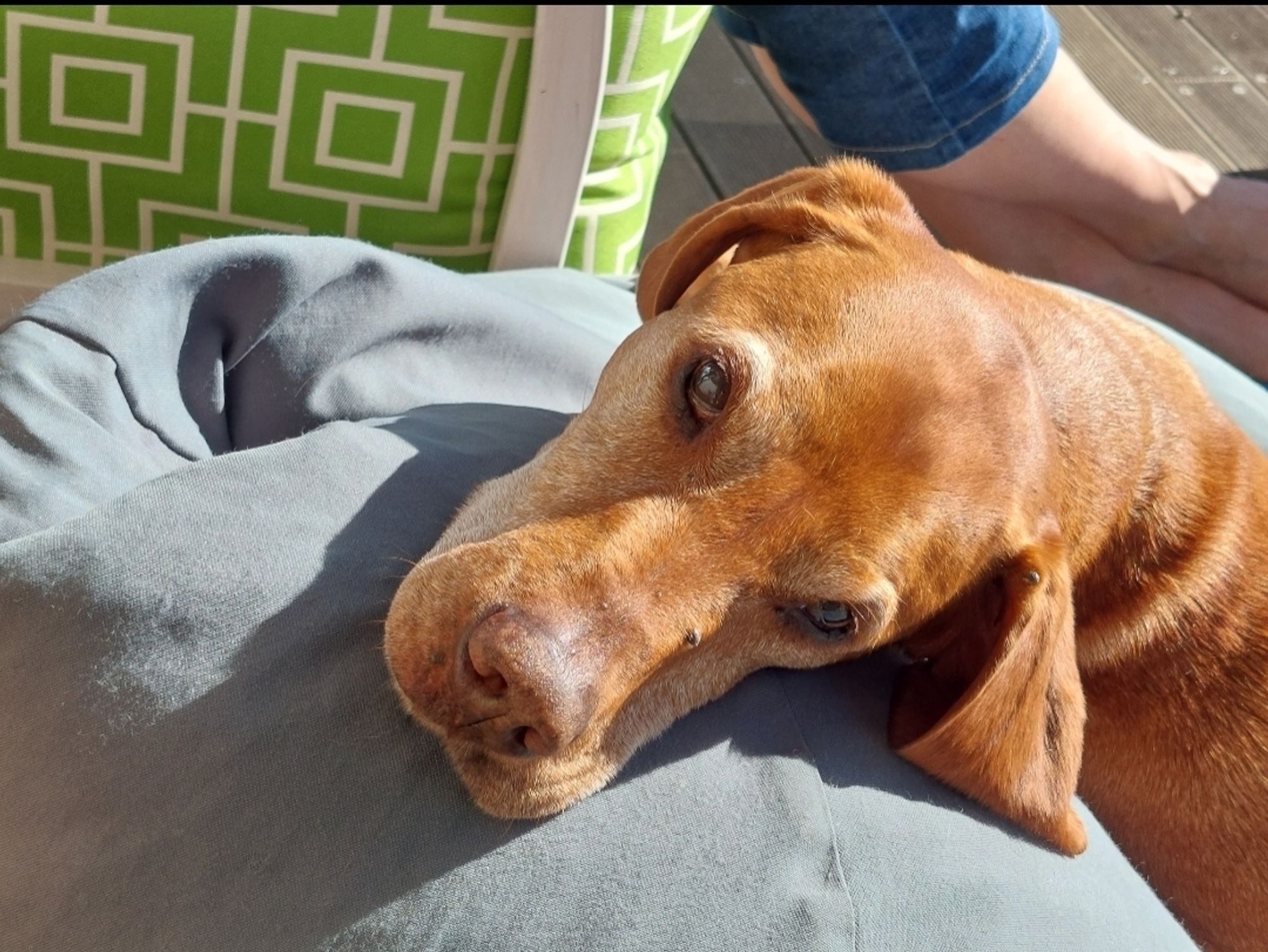 A reddish-brown dog resting his head on a grey beanbag while staring soulfully into the camera